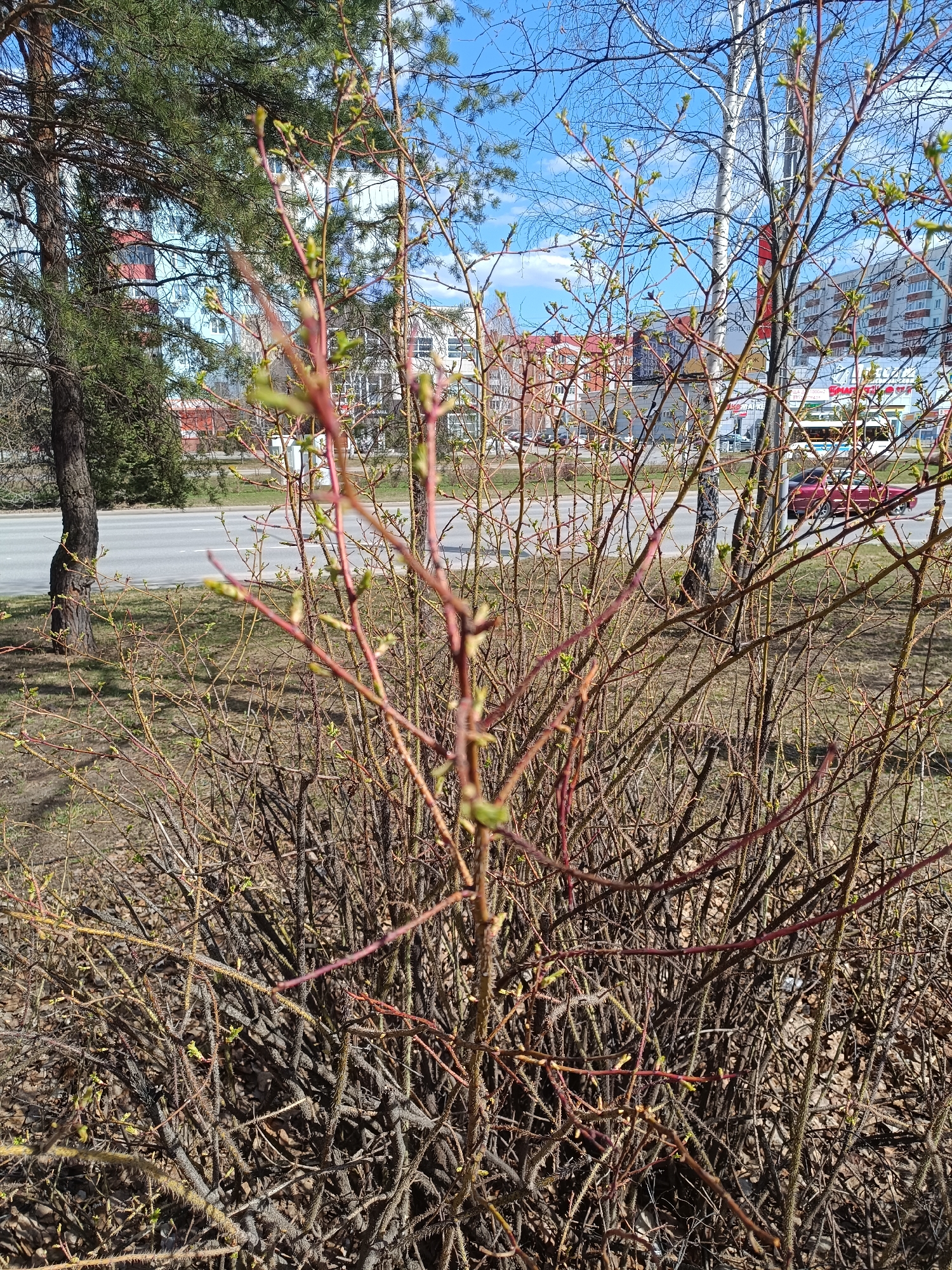 The image depicts an early spring scene in Tobolsk, Russia, characterized by the nascent greenery of awakening vegetation under a bright, clear blue sky with sparse white clouds.
In the foreground, a large, dense bush dominates, its numerous slender branches mostly bare but adorned with small, fresh green buds. Many of the bush's branches appear thorny or prickly, especially closer to the base. The ground beneath the bush is covered with dry grass and some leaf litter.
Behind the bush, a paved road stretches across the mid-ground, with a few vehicles, including a red car, visible. Several trees are scattered throughout the scene; a large pine tree with dark green needles stands prominently on the left, while a tall birch tree with distinctive white bark is visible on the right.
In the background, multi-story urban buildings with varying architectural styles and colors are present, suggesting a residential or commercial area. Partially visible signs with Cyrillic text can be seen among the background elements. One sign displays the letters "ктва" and "ж," likely part of a larger word. Another sign clearly shows the word "Виват," possibly indicating a store or complex name.
The scene captures the transition from winter to spring, with new life emerging in an urban landscape on a sunny day.