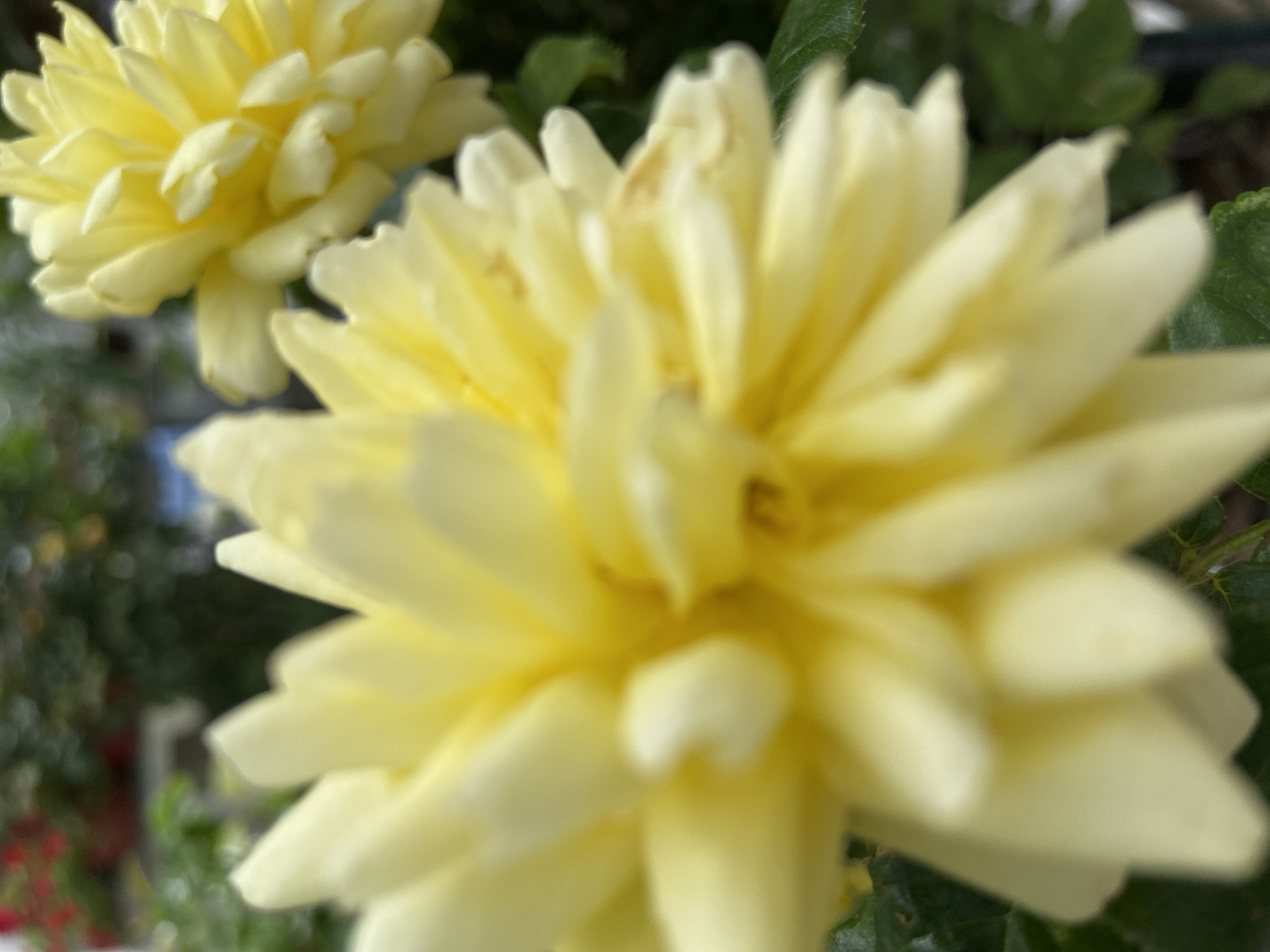 The image depicts two yellow dahlia flowers in a garden setting. The foreground flower is out of focus, while the flower in the upper-left corner is more sharply defined. Green leaves surround the blossoms. The location is likely Budva, Montenegro, though there are no specific elements of the built environment to confirm this.