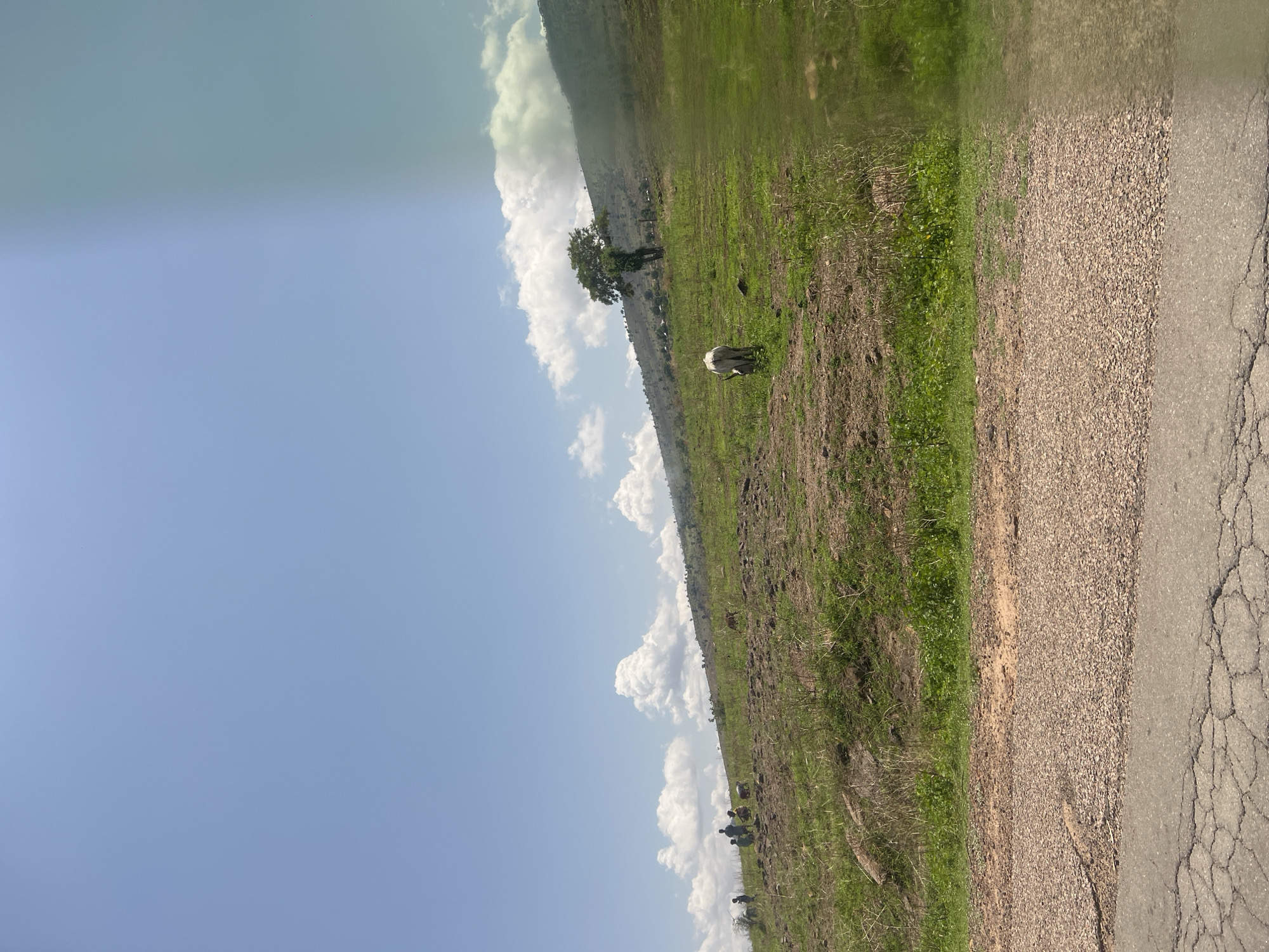 The image displays an outdoor, rural landscape under a clear blue sky with scattered white cumulus clouds. In the immediate foreground, a cracked dark grey asphalt road transitions to a light brown gravel patch, followed by a strip of green grass and taller dry vegetation. The midground is dominated by a gently ascending grassy hill, featuring areas of exposed brown earth and patches of vibrant green. On the left side of this slope, a group of approximately five to seven dark-skinned individuals are present, engaged in ground-level activity, potentially farming or land clearing. On the right side of the slope, a light-colored, horned animal, consistent with Zebu cattle, is visible with its head lowered, appearing to graze or walk uphill. Further up the slope, a solitary large tree with a full green canopy stands prominently. The background consists of rolling hills covered in green vegetation, extending towards the horizon. A greenish-brown haze or artifact partially covers the upper right portion of the image, affecting the distant hill and sky. The scene is situated in a rural area within Balanga, Nigeria.