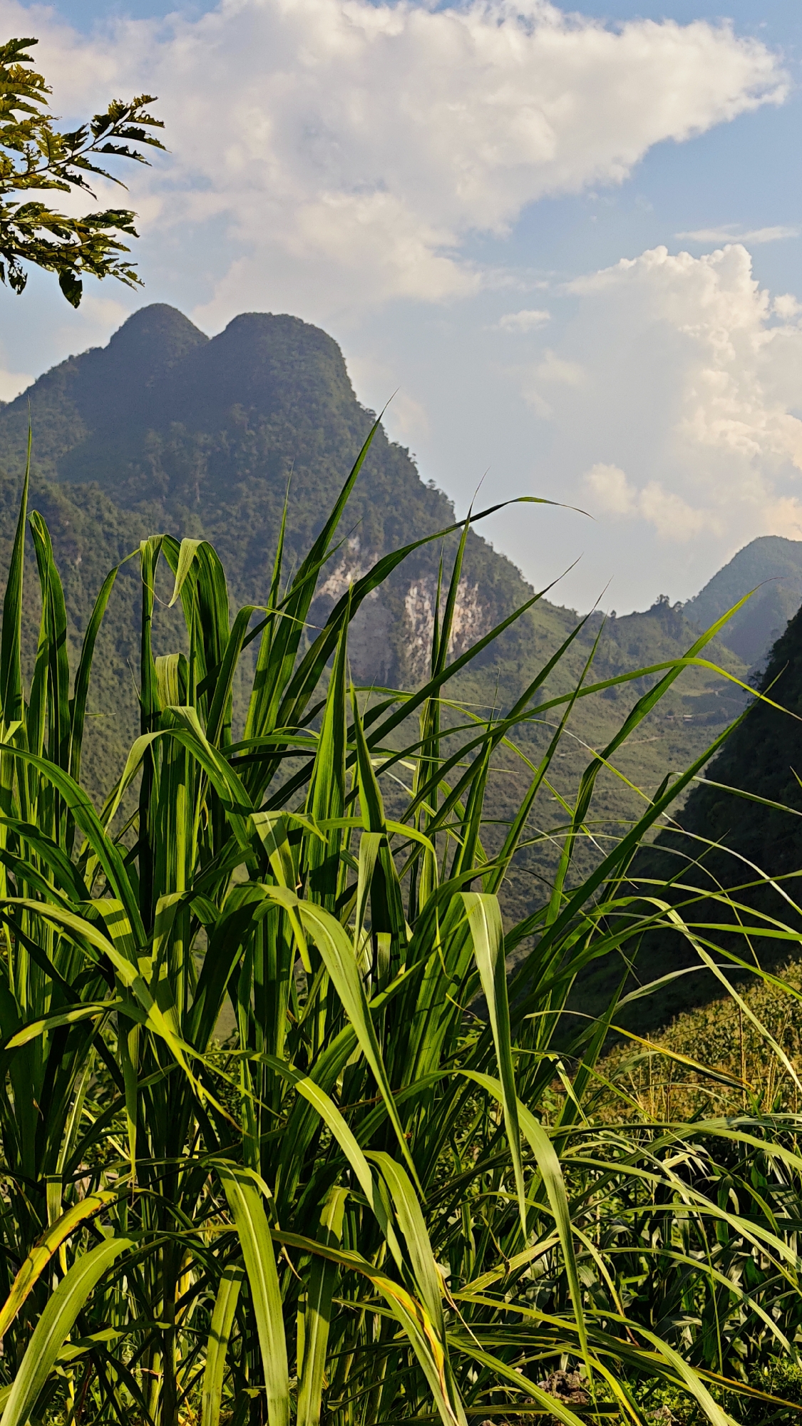 The image depicts a landscape in Đường Thượng Commune, Vietnam. In the foreground, there is lush green vegetation, possibly reeds or tall grasses. Behind the vegetation, a mountainous landscape is visible. The mountains are covered in trees and some rocky areas are present. The sky is partially cloudy. A few tree branches with leaves are visible in the upper left corner.