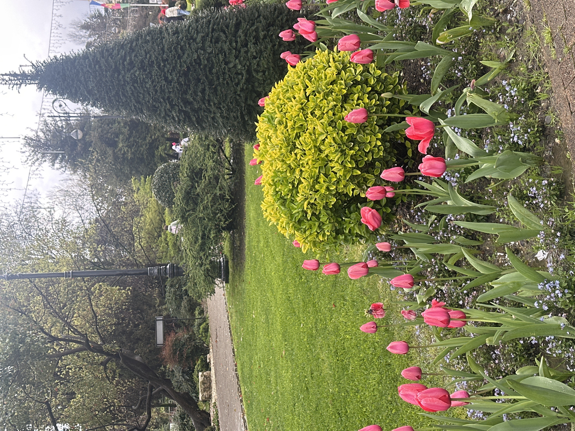The scene is a park in Sochi, Russia. The park is green with a paved walkway. There are several evergreen trees and bushes of various sizes throughout the park. A line of pink tulips blooms near the edge of the walkway. A few people can be seen in the distance. There are trees and foliage. A light post is visible along the walkway.