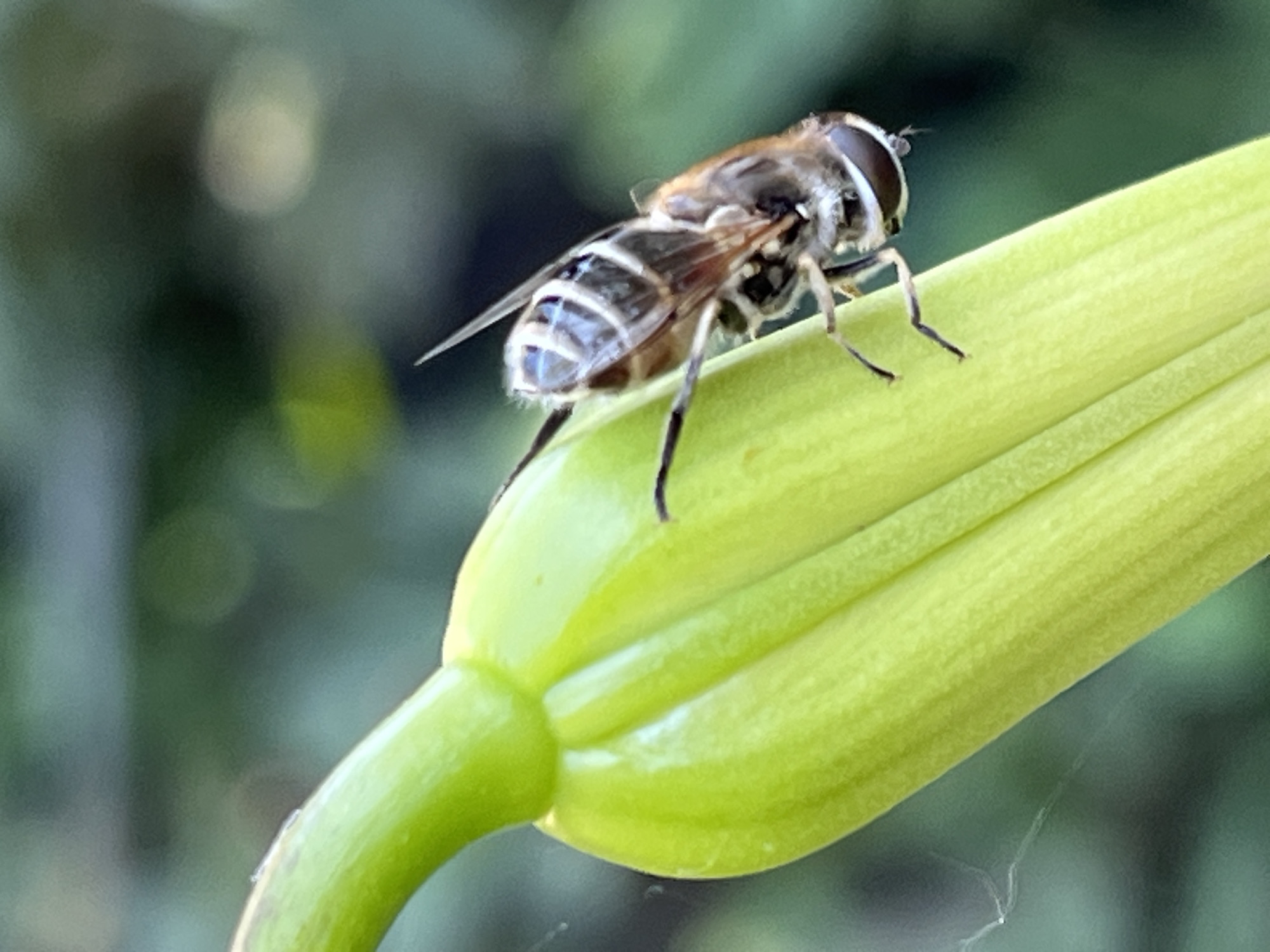 A hoverfly with black and white striped markings and translucent wings is perched on a vibrant green lily bud. The fly's large compound eyes are visible. The background is softly blurred, featuring green foliage with some bokeh highlights. The image is a close-up, macro shot, focusing on the insect and the plant. This scene could be found in a garden or natural setting within Krasnyye Barrikady, Russia.