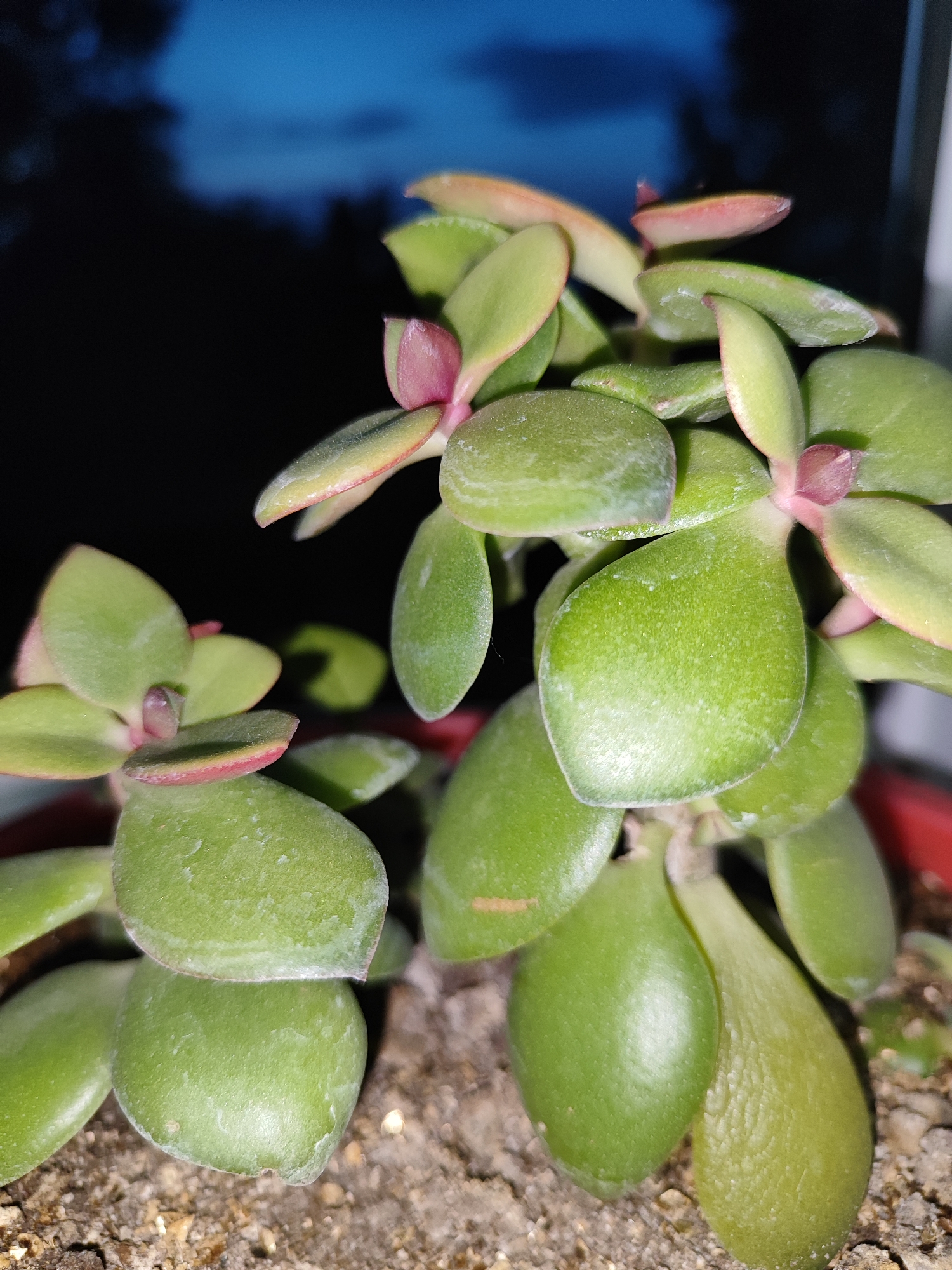 A close-up, vertical, eye-level, outdoor, natural light shot captures a jade plant with vibrant green, oval-shaped leaves, some with reddish edges. The plant is potted in dark soil, with hints of a red pot visible. In the background, dark, silhouetted foliage is set against a deep blue twilight sky, suggesting an evening setting in Fergana City, Uzbekistan. The focus is sharp on the plant's textured leaves, highlighting their fleshy appearance and the fine hairs on their surfaces.