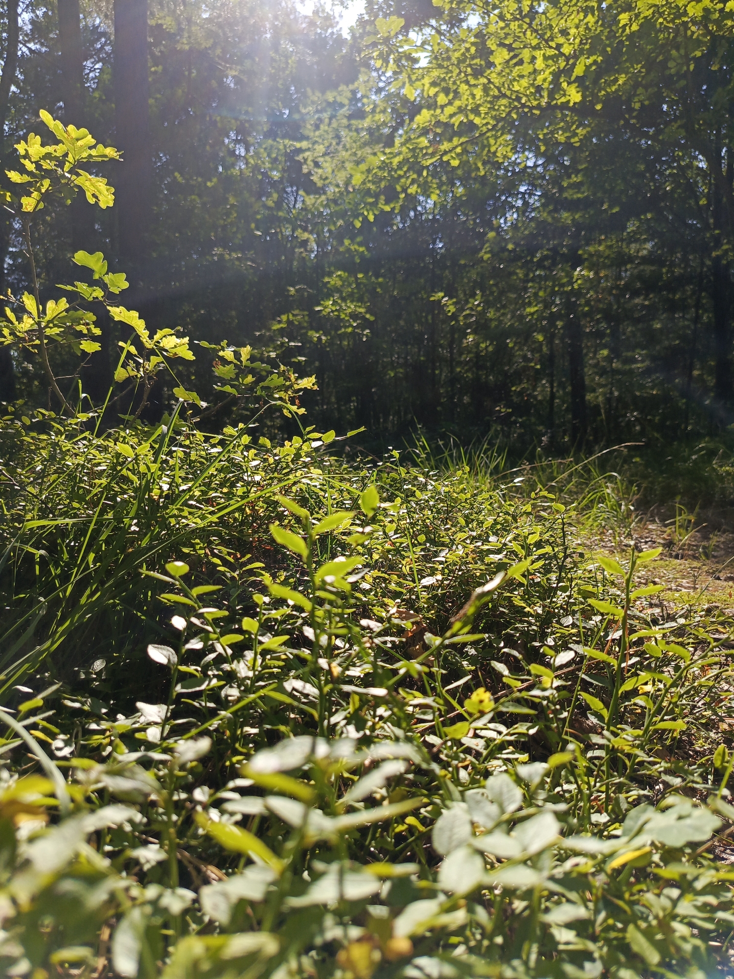 The image depicts a sun-dappled forest floor in Kruszyn, Poland, with a low-angle perspective. In the foreground, a dense growth of small leafy plants, possibly blueberry bushes, dominates the scene. These plants are illuminated by shafts of sunlight filtering through the canopy, creating bright highlights on their leaves. Interspersed with the bushes are blades of tall green grass. In the mid-ground, the forest transitions to a denser collection of trees with dark trunks, their foliage a deep green. The upper portion of the image shows a bright sky with sunlight streaming down, creating lens flare and highlighting the leaves of trees closer to the camera. The ground appears to be a mix of soil and fallen leaves. There are no people or animals visible in the image. The overall impression is one of a serene and natural woodland environment.