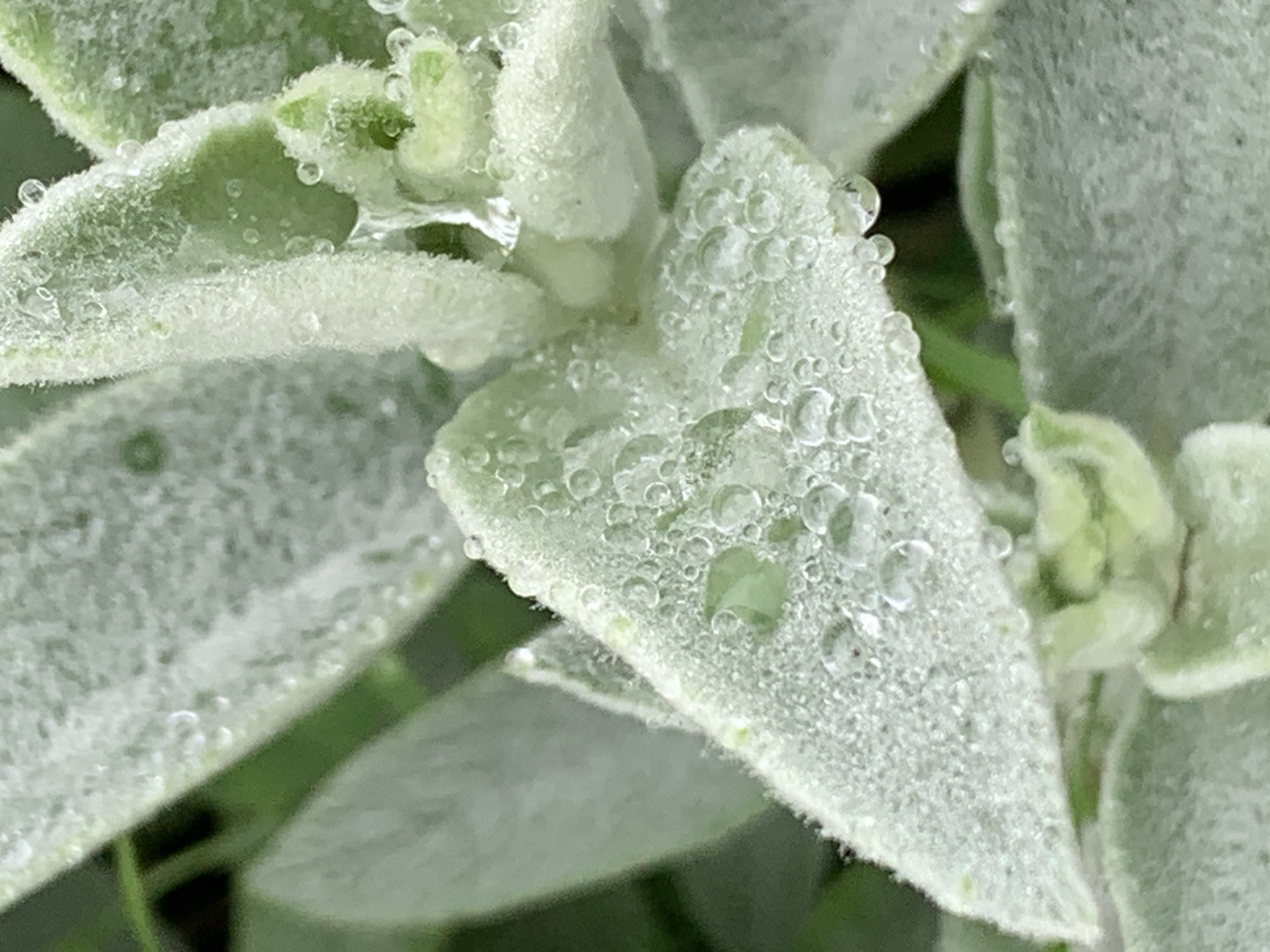 The image shows a close-up view of a plant with soft, fuzzy, light green or greyish-green leaves covered in droplets of water. The droplets cling to the surface of the leaves. The background is blurred and appears to be other similar plant foliage. There is no indication in the image of the location being Stavropol, Russia.
