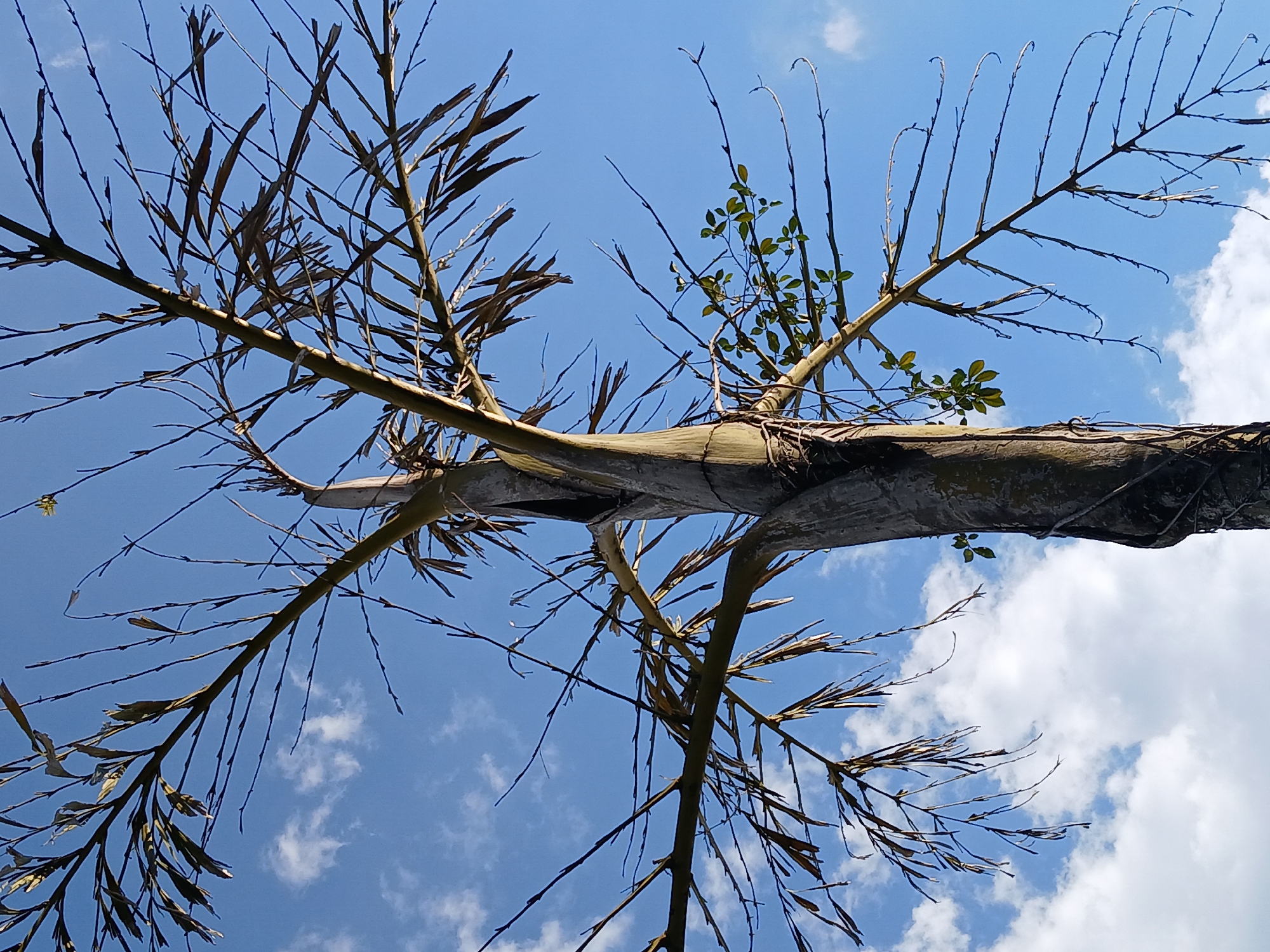 This image captures a low-angle perspective looking upwards into a tree canopy against a bright blue sky, with the location context being Ciudad Guayana, Venezuela. The primary subjects are the tree's branches, which extend across the frame. A thick, textured trunk or main branch runs horizontally across the upper middle, from which numerous thinner, angular branches splay out. Most of these branches appear bare, but many still hold clusters of elongated, light brown or tan dried leaves, suggesting a state of dormancy or recent shedding. In contrast, several small groups of vibrant green leaves are visible on some branches, particularly in the upper right quadrant, indicating new growth or possibly a different plant intermingling with the tree.
The background is a clear, vivid blue sky, dotted with scattered white, fluffy cumulus clouds, characteristic of fair and sunny daytime weather. The perspective emphasizes the intricate and somewhat stark pattern of the branches against the open sky. No specific human activity or event is taking place; the image captures a static, natural scene. There is no visible text within the photograph. The overall impression is one of natural resilience and the beauty of varying textures and colors under a bright tropical sky.