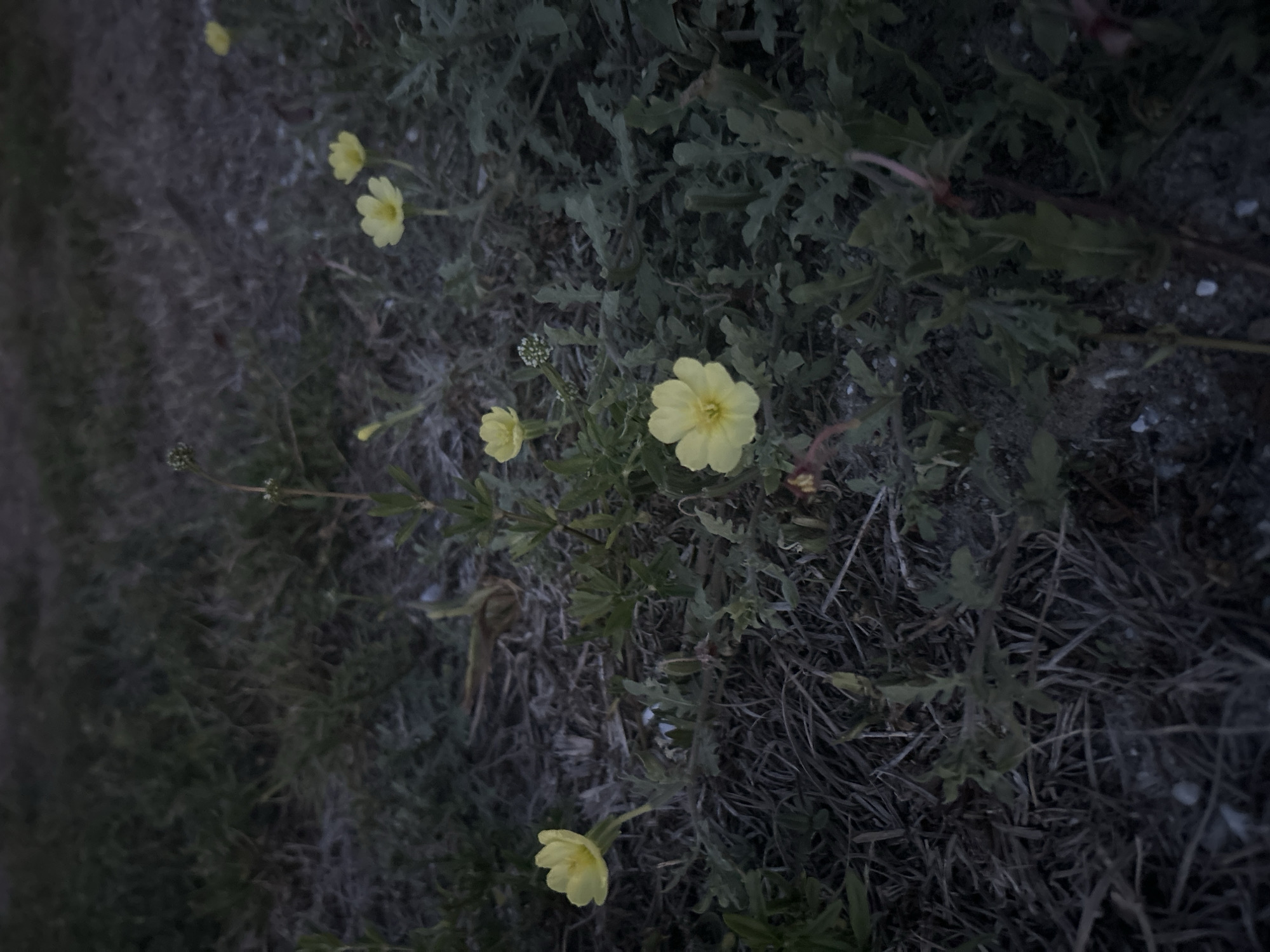 This close-up shot, taken from an overhead perspective, features several small, bright yellow wildflowers growing amidst green foliage and dry ground cover. The flowers, primarily with five distinct petals and a lighter yellow center, are scattered across the frame, with the largest and clearest bloom positioned slightly right of the center. Smaller buds are visible on some of the plant stems. The surrounding vegetation consists of various green leaves, some appearing serrated or deeply lobed, typical of weeds or groundcover plants. The ground itself is a mix of dark, dry grass, exposed soil, and possibly sand, suggesting a somewhat arid or uncultivated environment. The overall lighting is dim and muted, casting a dark tone over the scene, which implies it was taken during dusk, dawn, or under heavy overcast conditions. There is no visible activity or text. The natural elements captured are static. Given the location context of Cape Coral, United States, these plants could be resilient wildflowers common to sandy, coastal, or disturbed areas.