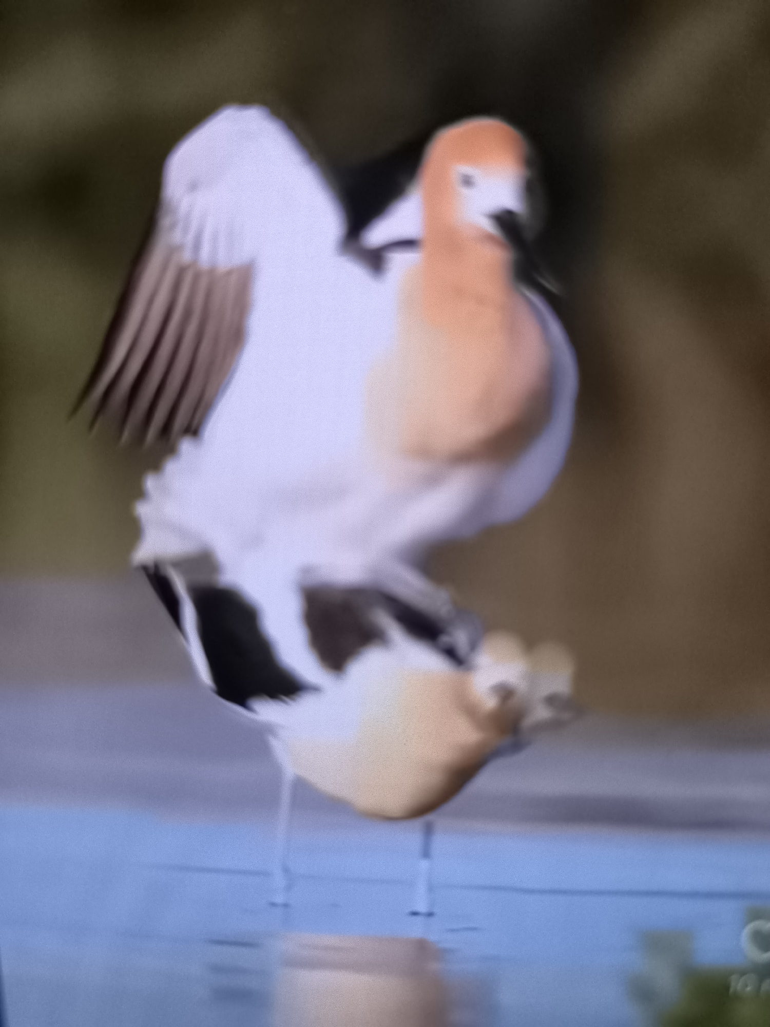 A blurry, horizontal, close-up shot shows a bird with white and orange plumage standing in shallow blue water. The bird's wings are spread, revealing brown and white feathers on the left side. Its body is predominantly white with a striking orange neck and head. The bird's legs are thin and dark. The background is out of focus, with muted green and brown tones. The image is of low resolution and appears to be a still from a video or a poorly captured photograph. There is no indication of the location being Banjarejo, Indonesia, or any other specific geographic place.