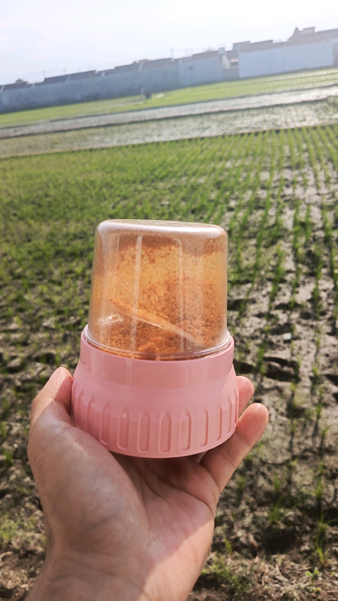A close-up, eye-level shot shows a person's hand holding a small, pink and clear electric spice grinder filled with orange-colored powder. The grinder is held in the foreground, obscuring the lower part of the frame. The background features a sunlit agricultural field with rows of young green rice plants. Beyond the field, a long, low wall separates the agricultural land from a residential area with buildings visible. The sky above is bright and slightly hazy, suggesting daytime in Babadan, Indonesia.