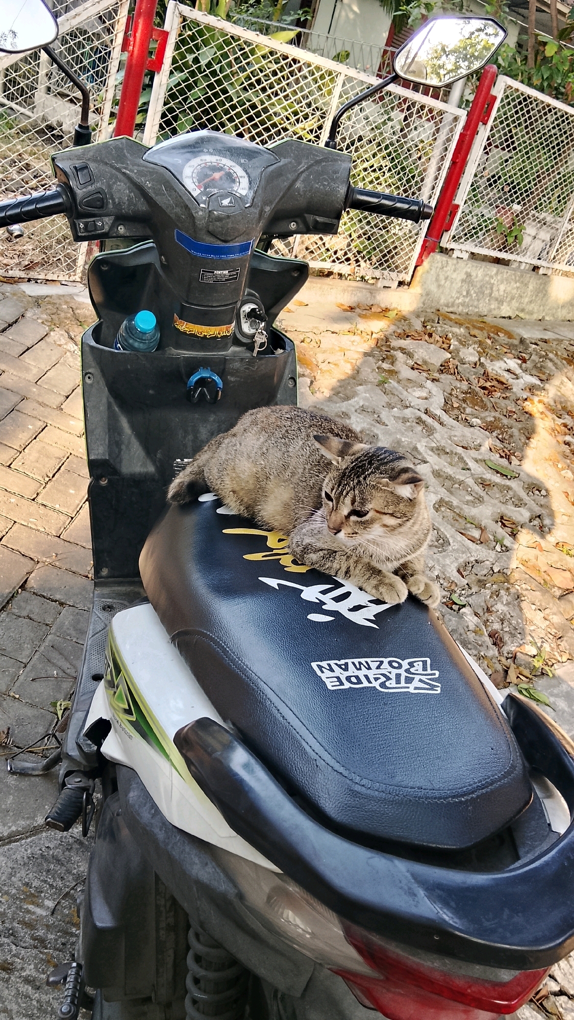 A tabby cat with folded ears rests on the black seat of a scooter parked outdoors in Tlogobendung, Indonesia. The scooter is dark gray with a black seat featuring a white logo. In front of the seat, a compartment holds a blue water bottle and keys. The scooter is parked on a paved area next to a white fence and a red pole. Fallen leaves are scattered on the ground.