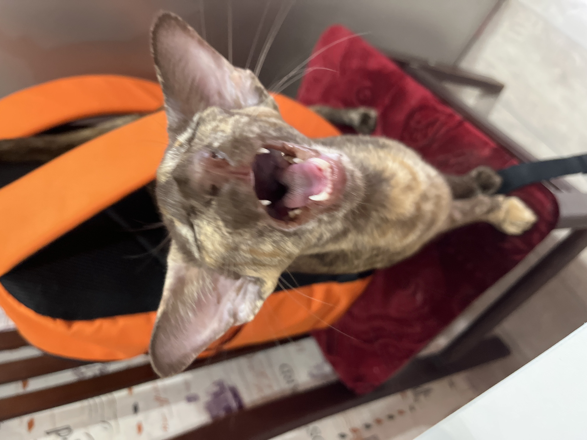 A brindle cat with an open mouth sits on a red cushion atop a light-colored, wooden-slatted surface, potentially a chair or bed. An orange and black pet bed is nearby. The location is stated to be Chaikovsky, Russia.