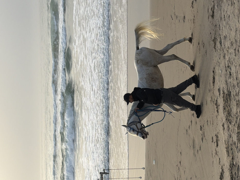 On a sandy beach, a man in a black jacket, gray pants, and a baseball cap holds the reins of a white horse. The horse appears agitated, its tail raised. Waves are visible to the left, crashing onto the shore. A set of poles with chains stands in the background. The scene is captured in natural light, possibly during the early morning or late afternoon, casting long shadows on the sand.