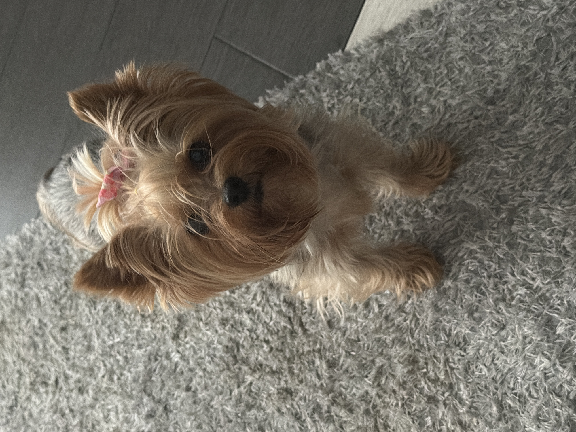 The image depicts a small domestic dog, identifiable as a Yorkshire Terrier, standing on a light grey, shaggy carpet. The dog has tan and golden-brown fur on its face, ears, and forelegs, with a prominent topknot secured by a pink bow. Its body fur appears to be a mix of grey and tan. The dog is positioned centrally and oriented upwards, directly engaging with the camera lens. Its ears are erect and attentive. To the right of the dog and in the upper right background, a dark grey or black wood-plank floor is visible, indicating the carpet terminates there. The lighting appears to be natural, casting soft illumination on the subject and immediate environment. The image contains no discernible features, landmarks, or geographical markers to identify its location as Bila Tserkva, Ukraine.