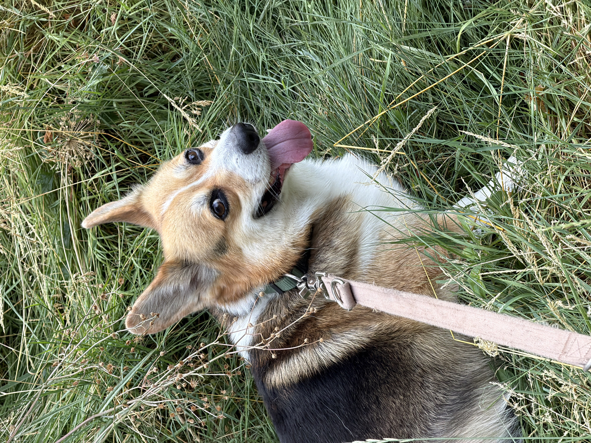 A close-up, high-angle shot shows a Pembroke Welsh Corgi lying in tall green grass. The dog has tan and white fur with black markings on its back and tail. Its tongue is hanging out, and its eyes are open, looking to the right. A light pink leash is attached to the dog's collar and extends out of the frame to the left. The grass is dense and interspersed with some dry stalks and seed heads. The scene appears to be outdoors, possibly in a park or field, in Gangloff, Germany.
