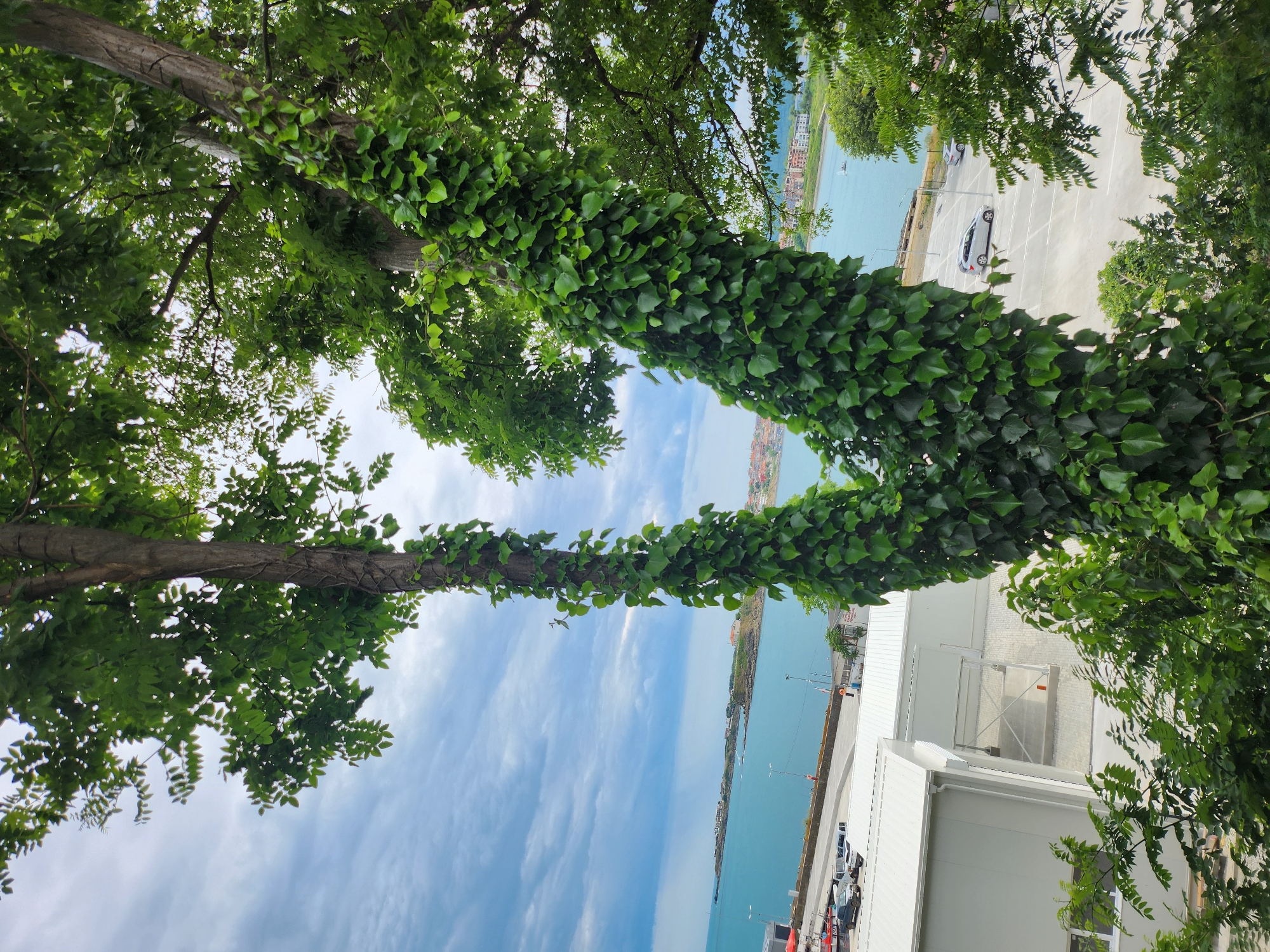 The image shows a view of the sea and coastline with buildings and parked cars. In the foreground, a large tree with ivy growing on its trunk is prominent. The tree trunk splits into two branches, both covered in lush green ivy. Beyond the tree, a body of turquoise water is visible, with boats and a distant coastline dotted with buildings. A paved area with white parking lines and several cars is in the middle ground. Two white-roofed buildings are on the left, and more buildings can be seen on the right side of the image. The sky is partly cloudy with a mix of blue and white clouds. The overall scene appears to be a coastal town in Tsarevo, Bulgaria, likely overlooking the Black Sea.
