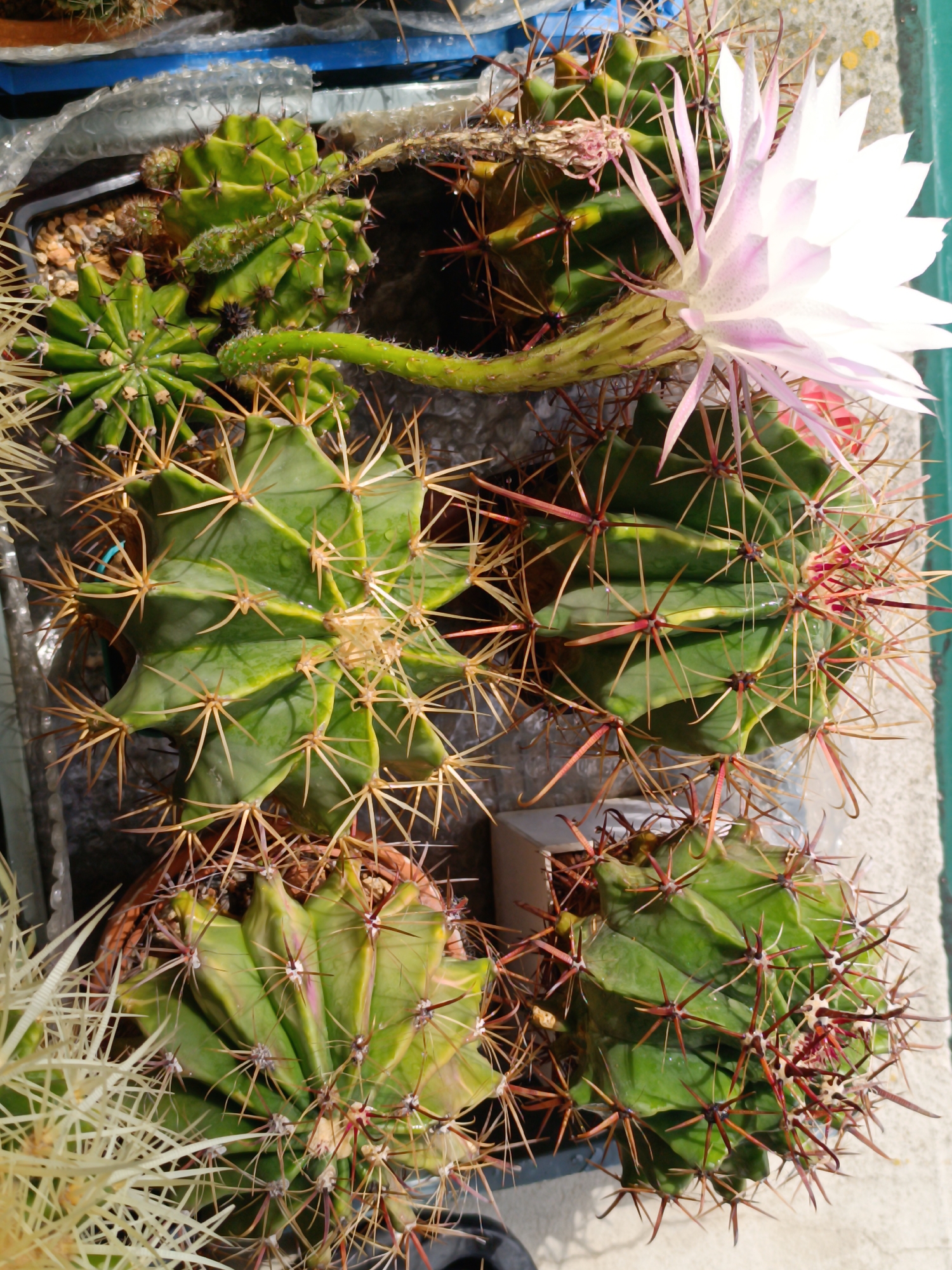 The image displays a close-up, overhead view of several potted cacti. One cactus in the upper right section of the frame is in bloom, featuring a large, delicate white and pale pink flower. The cacti are green, with prominent spines of varying colors including yellow, red, and brown. The plants appear to be situated outdoors, with a concrete or paved surface visible in the background and some evidence of sunlight. The image composition is focused on the cacti themselves, with the surrounding environment somewhat blurred. The specific location in Salihorsk, Belarus, is not visually identifiable from the image content alone.