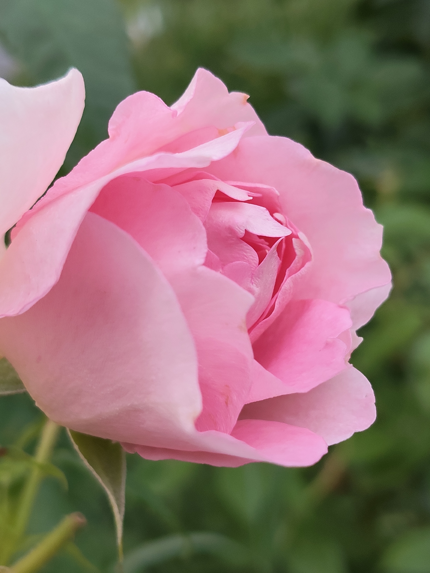 A close-up, vertically oriented, full-frame photograph captures a pale pink rose in bloom. The rose is the sole subject, positioned prominently in the foreground and occupying the majority of the frame. Its petals are soft and layered, with a delicate translucence that allows light to pass through, creating subtle gradations of color from pale pink to a slightly deeper blush in the shadowed areas. The center of the rose is tightly furled, hinting at its bud-like beginnings, while the outer petals unfurl gracefully. The background is softly blurred, consisting of muted green foliage, suggesting an outdoor garden setting. The lighting appears natural, likely daylight, casting gentle shadows that emphasize the rose's velvety texture. There are no visible signs of human presence, text, or specific time of day markers. The overall mood conveyed is one of delicate beauty and natural serenity, evocative of a peaceful garden scene in Венюково, Russia.