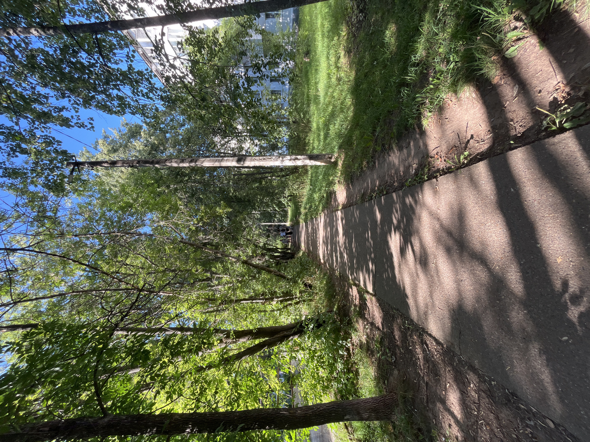 The image depicts a paved walkway bordered by trees and grass, leading towards a residential building. The walkway is partially shaded by the dense foliage overhead, creating a dappled light effect on the ground. On the right side of the walkway, a grassy area with scattered trees and a utility pole is visible, leading to a light-colored, multi-story building with numerous windows. On the left side, the walkway is lined with trees and dense green undergrowth. In the distance, a small group of people can be seen walking along the path. The sky is clear and blue. This scene is consistent with a typical residential area in Chaikovsky, Russia, likely within a housing complex or a park.