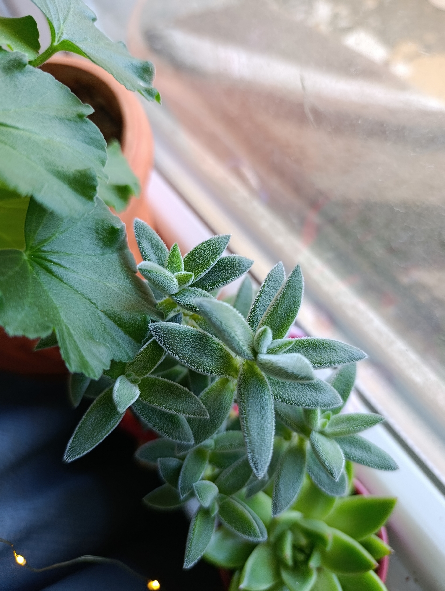 The image shows a close-up view of several succulent plants on a windowsill. In the foreground, a fuzzy, green succulent with elongated leaves is the main subject. To its left, a portion of a larger, smooth-leaved green plant in a terracotta pot is visible. In the lower right corner, another succulent with broader, pointed leaves is partially in view. The background is blurred, showing a window with light coming through, suggesting an indoor setting. There are also two small, warm-toned lights from a string of fairy lights visible at the bottom left of the frame. The scene is forensic and matter-of-fact, with no people or actions depicted. The location is specified as Svilengrad, Bulgaria, though the visual elements do not provide direct evidence for this specific location beyond the prompt.