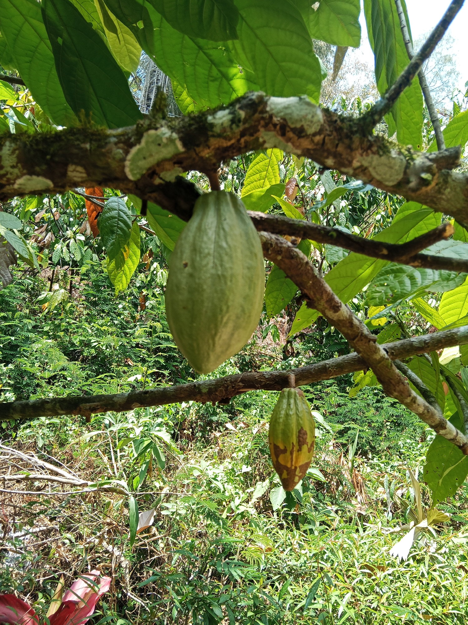 In Makale, Indonesia, a close-up shot focuses on two cacao pods hanging from a tree branch, surrounded by lush green foliage. The upper pod is larger and predominantly green, while the lower pod shows a gradient from green to a brownish-yellow, with some darker splotches. The branch itself is rough and textured, with patches of moss and lichen clinging to its surface. Sunlight filters through the leaves, creating dappled light and shadows across the scene. The background is a dense tapestry of various plants, suggesting a natural, outdoor environment.