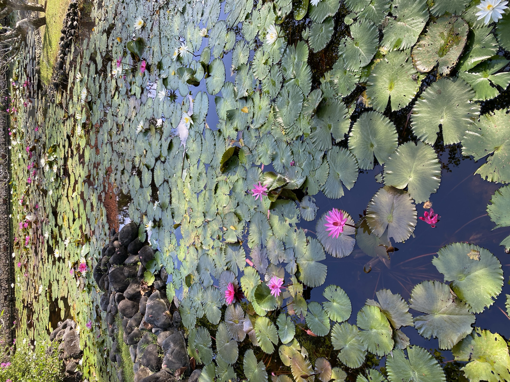The image shows a pond densely covered with lily pads and lotus flowers in Kuta Selatan, Indonesia. The lotus flowers are predominantly pink and white. A rock wall borders the pond on the left side of the frame. The water is visible between the pads, reflecting dark shadows. Some trees and foliage are present in the background.