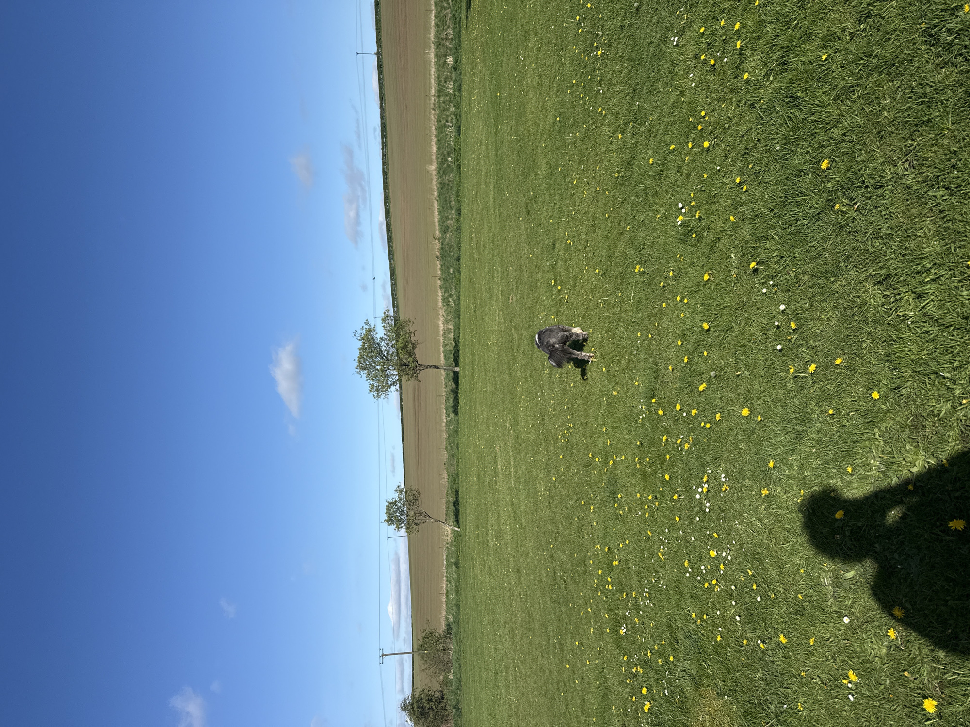 The image depicts a grassy field under a bright blue sky with scattered white clouds. The field is dotted with numerous yellow and white flowers. A dog, primarily dark in color, is situated in the middle of the field. Along the left edge of the image, a strip of brown land or a field is visible, delineated by a row of trees and telephone poles. The shadow of a person is cast on the grass in the foreground. The location is presumed to be a rural area, possibly near Unknown, Unknown. There is an absence of concrete information that would help define any of these categories.