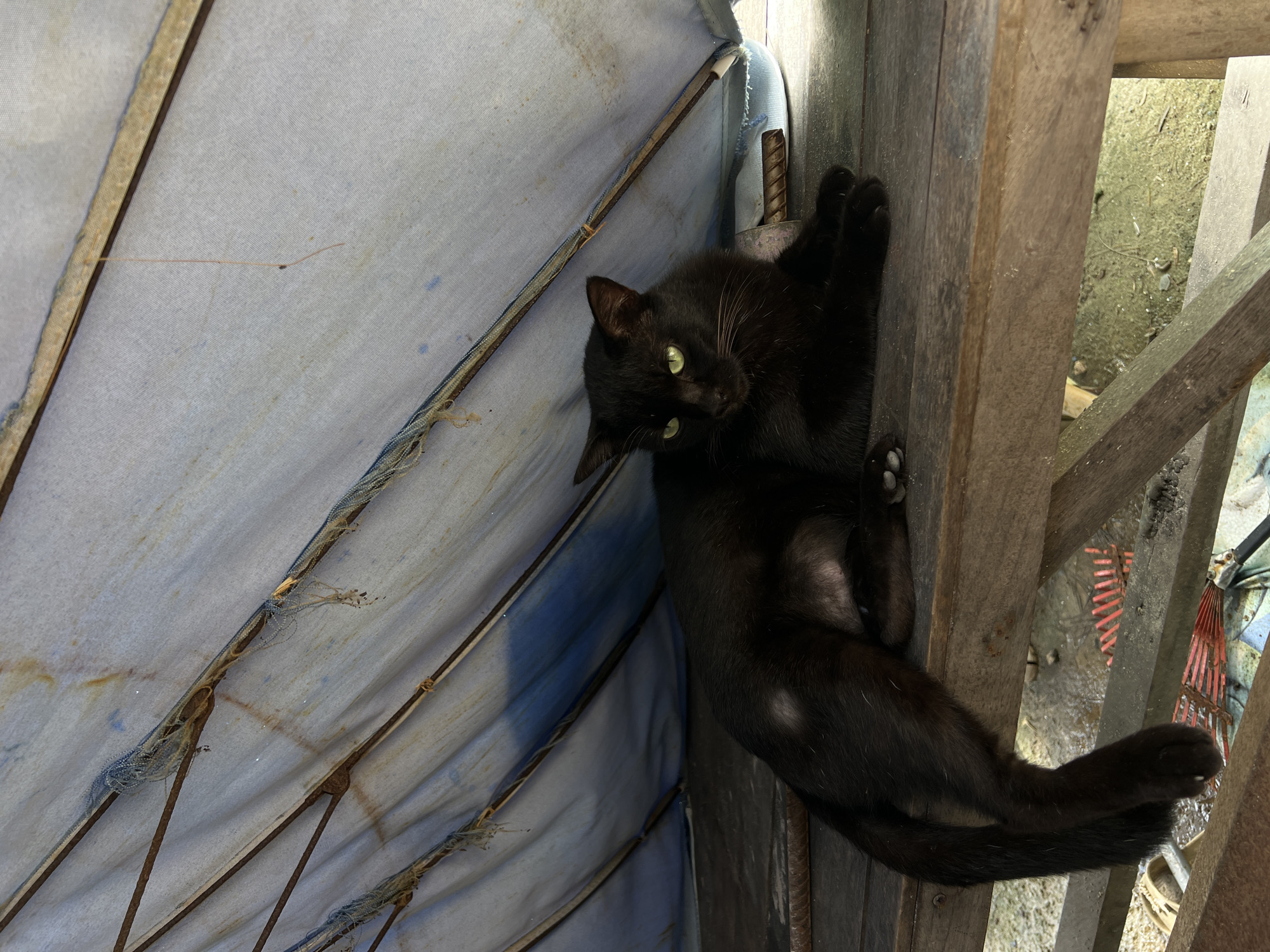A black cat with green eyes is lying on a wooden table under a faded blue tarp. The tarp is supported by wooden poles and is torn in places, with visible rust on some of the metal supports. The wooden table appears weathered and is made of planks. In the background, under the table, there are some gardening tools, including a rake. The scene is outdoors, likely in a rustic or neglected setting.