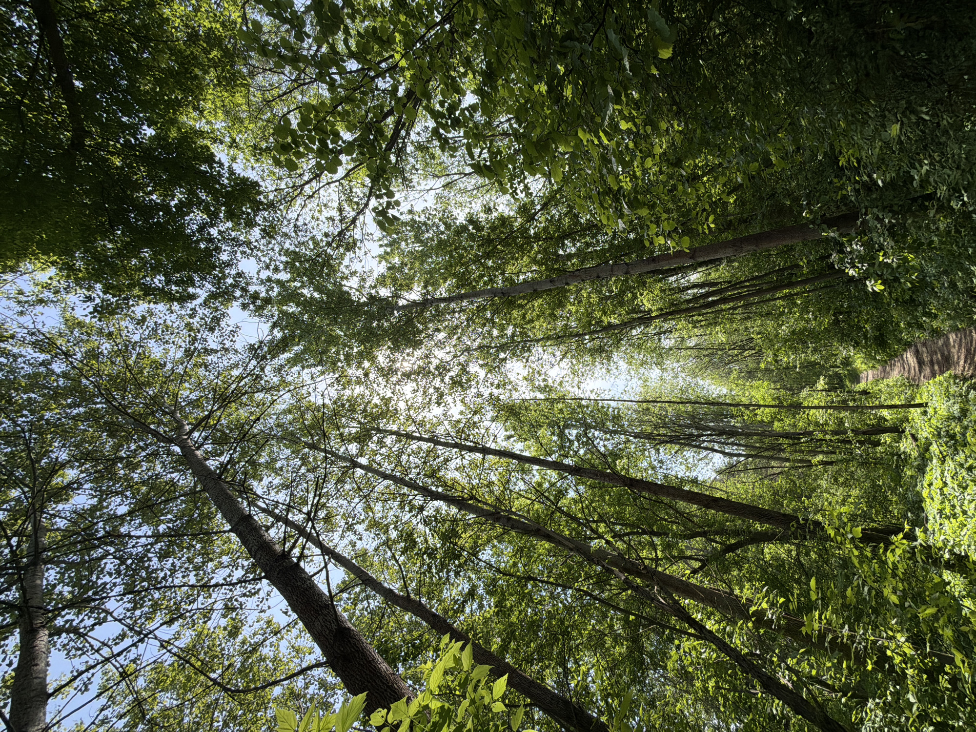 The image shows a perspective view looking upwards through a dense forest canopy towards a bright, overcast sky. Tall, slender trees line both sides, converging towards a distant opening of the forest, suggesting a path or clearing. The leaves are primarily green, filtering the sunlight and creating dappled light patterns. The location is unknown.
