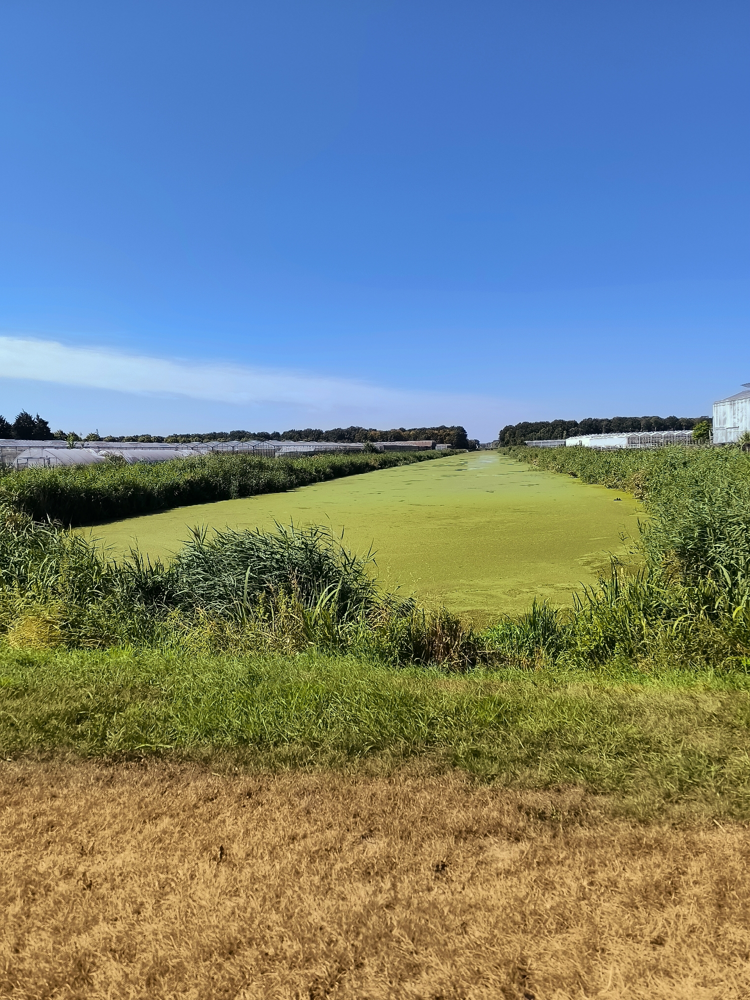 This image depicts a canal covered in green algae, situated within the city of Almere, Netherlands. On both sides of the canal, lush green reeds and taller grasses line the banks. In the background, extensive greenhouse structures, characteristic of horticultural businesses, stretch across the landscape. The sky above is a clear, vibrant blue, indicating fair weather. The foreground shows a strip of dry, brown vegetation. The scene is devoid of any human presence.