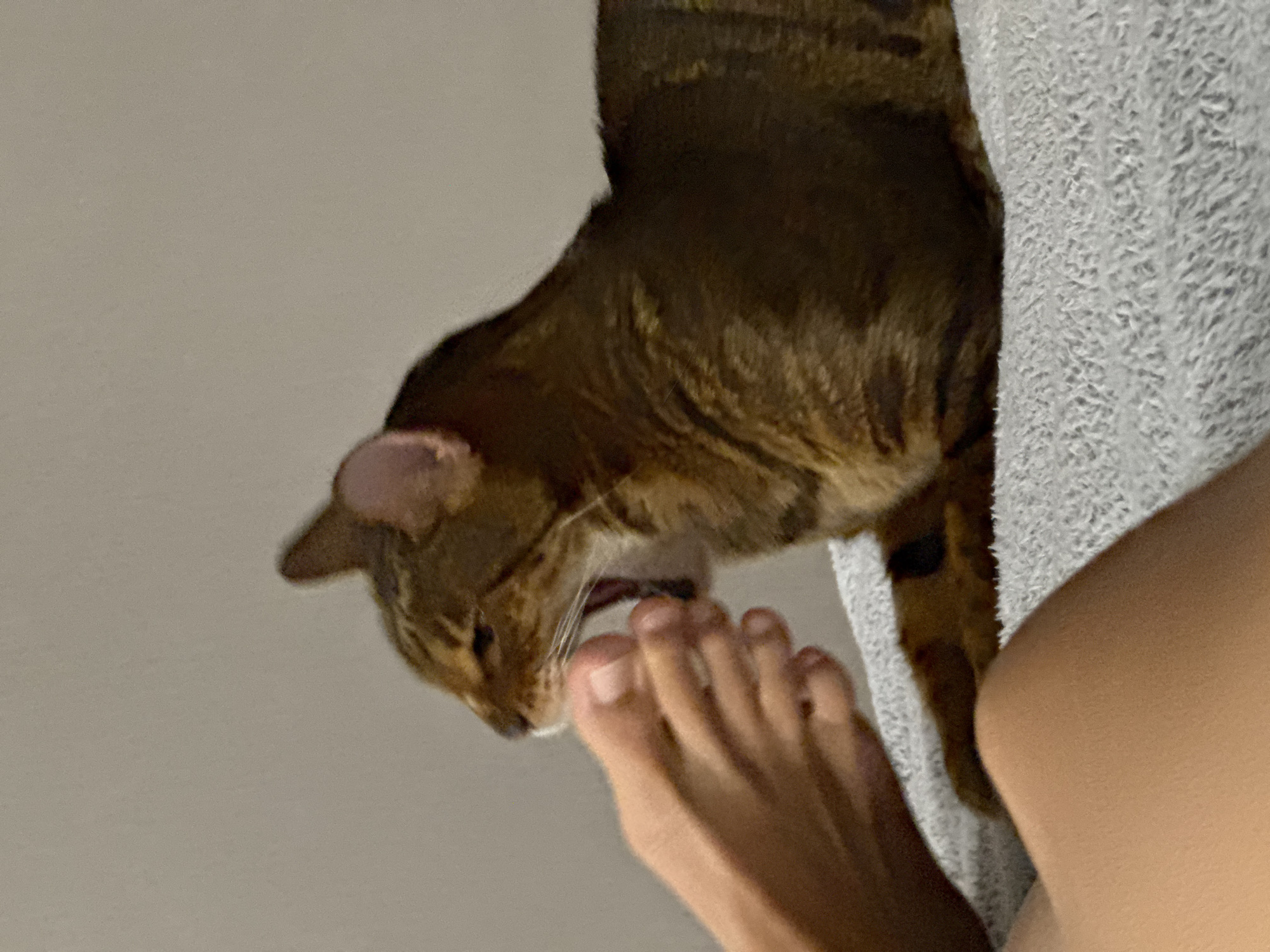 A close-up shot shows a brown tabby cat licking a person's toes. The cat is positioned above the foot, partially obscured by a light grey, textured fabric, possibly a blanket or towel. The person's leg is visible adjacent to the fabric. The background is a plain, light grey wall. The location is undetermined.