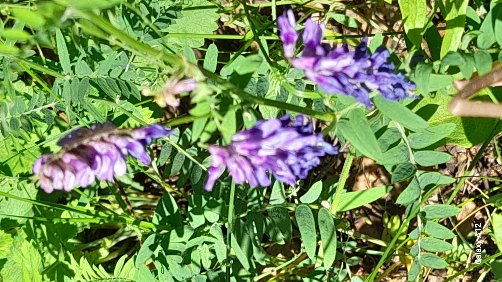 This is a close-up, slightly out-of-focus photograph of purple flowers with green foliage. The flowers are clustered on stems and appear to be in various stages of bloom. The background is dominated by green leaves, some of which are in sharp focus, while others are blurred. Sunlight casts shadows on the foliage, creating a dappled effect. The overall impression is of a natural, outdoor setting, likely a meadow or garden. No specific landmarks or geographical features are visible to pinpoint a location within Марковский, Russia.