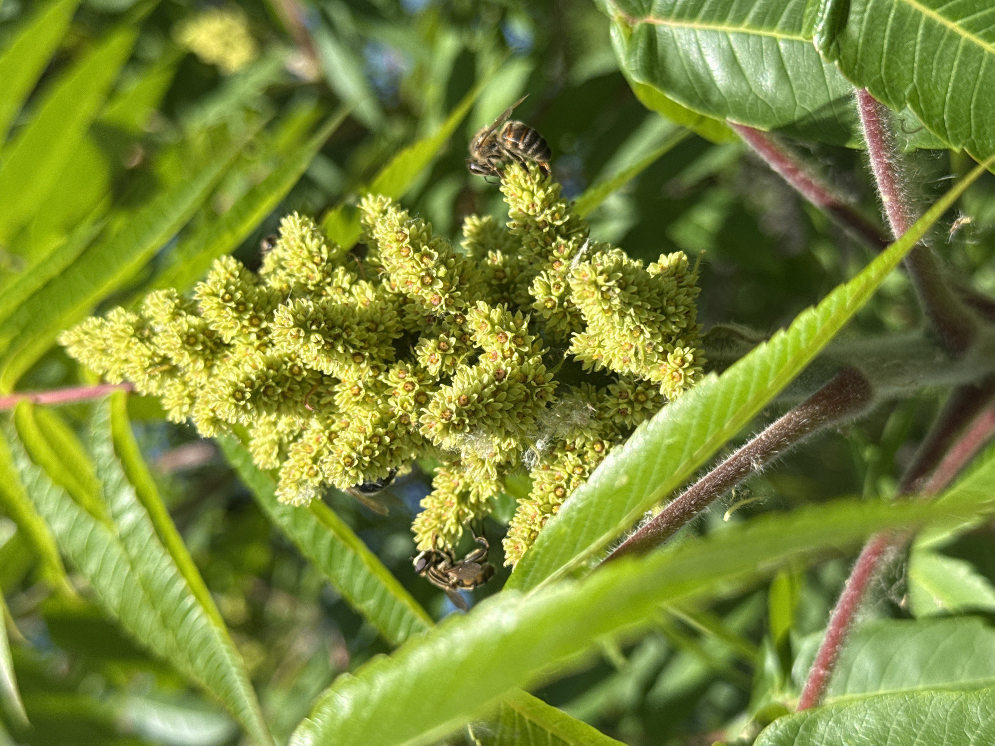 This is a close-up, vertical, eye-level shot of a flowering sumac plant in Korobivka, Ukraine. The plant has fuzzy, reddish-brown stems and large, vibrant green leaves. At the center of the image is a cluster of small, yellow-green flowers. Several bees are actively pollinating the flowers. One bee, with clear stripes on its abdomen, is prominently featured on the right side of the flower cluster. Another bee, appearing darker and with a different wing pattern, is visible on the left side of the cluster. The background is a blur of green leaves and a hint of blue sky, suggesting an outdoor environment on a sunny day.