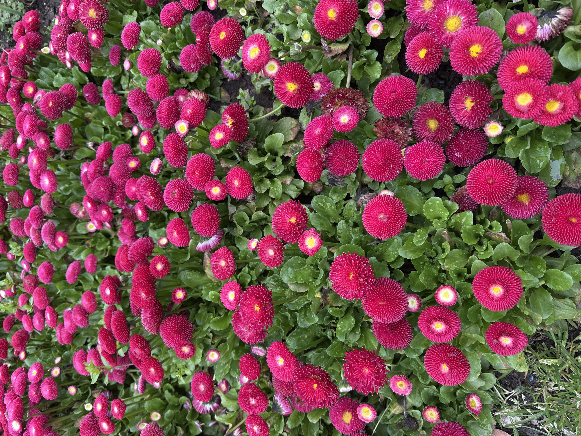This image provides a forensic view of a dense flowerbed located in Sochi, Russia. The scene is dominated by numerous deep fuchsia-pink daisy-like flowers, consistent with Bellis perennis 'Pomponette' or a similar cultivar. Each flower exhibits a tightly packed, rounded head of vibrant fuchsia-pink petals surrounding a distinct, bright yellow central disc. The plants grow in a uniform, dense cluster, with lush green, ovate foliage serving as the backdrop. Small water droplets are visible on the leaves and some petals, indicating recent precipitation or dew. The soil beneath the foliage is dark and moist. No individuals, animals, or man-made structures are present within the frame, which maintains an overhead perspective focused entirely on the floral arrangement.