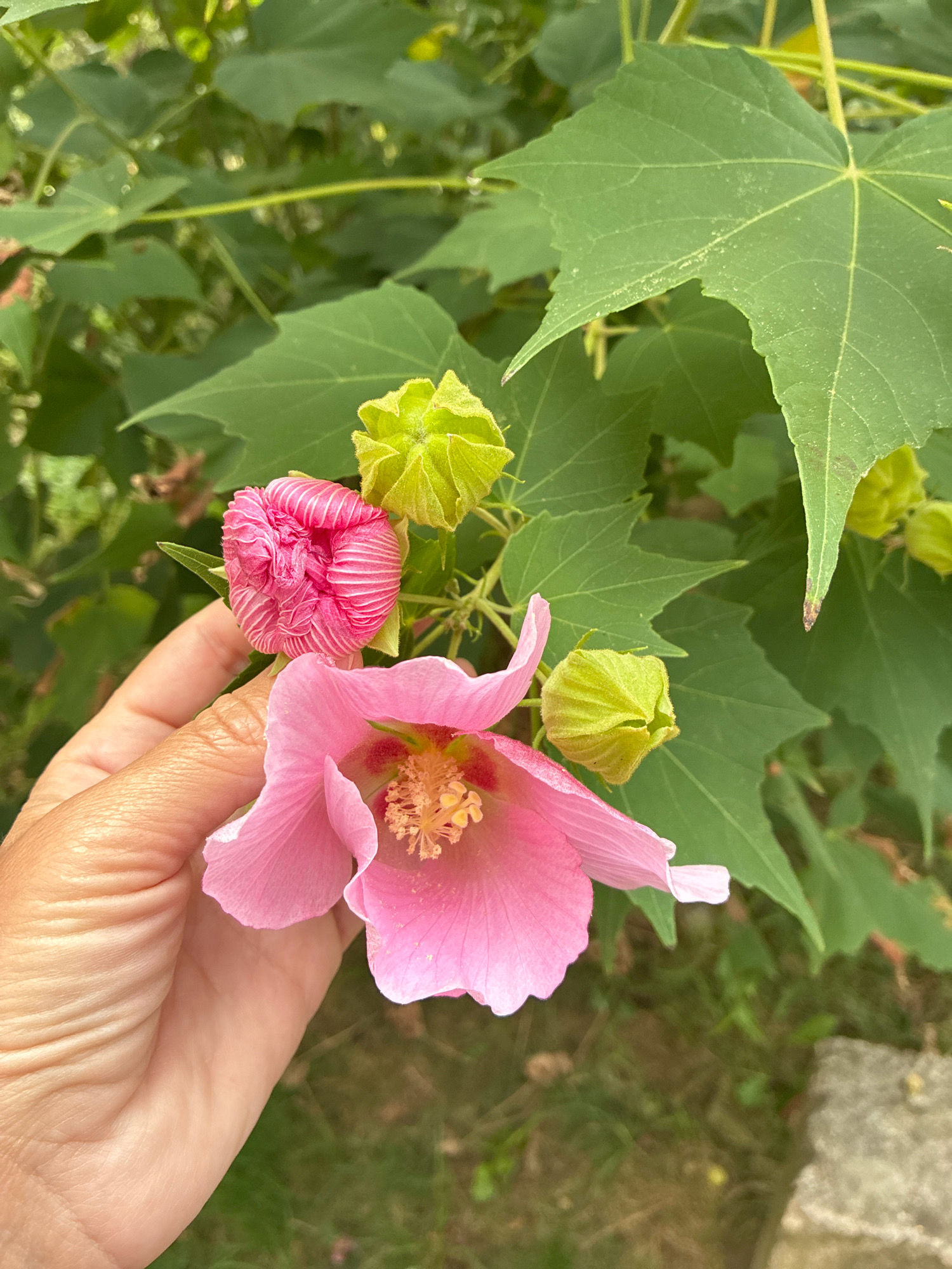 A close-up, eye-level shot shows a hand gently holding a pink hibiscus flower in a garden. The flower is in bloom, with delicate pink petals and a yellow center. Next to it, a tightly furled pink bud is visible. Several green buds and large, green leaves surround the flowers. The background is filled with more foliage and a hint of a stone structure on the right. The scene is likely located in Sochi, Russia, given the lush vegetation.