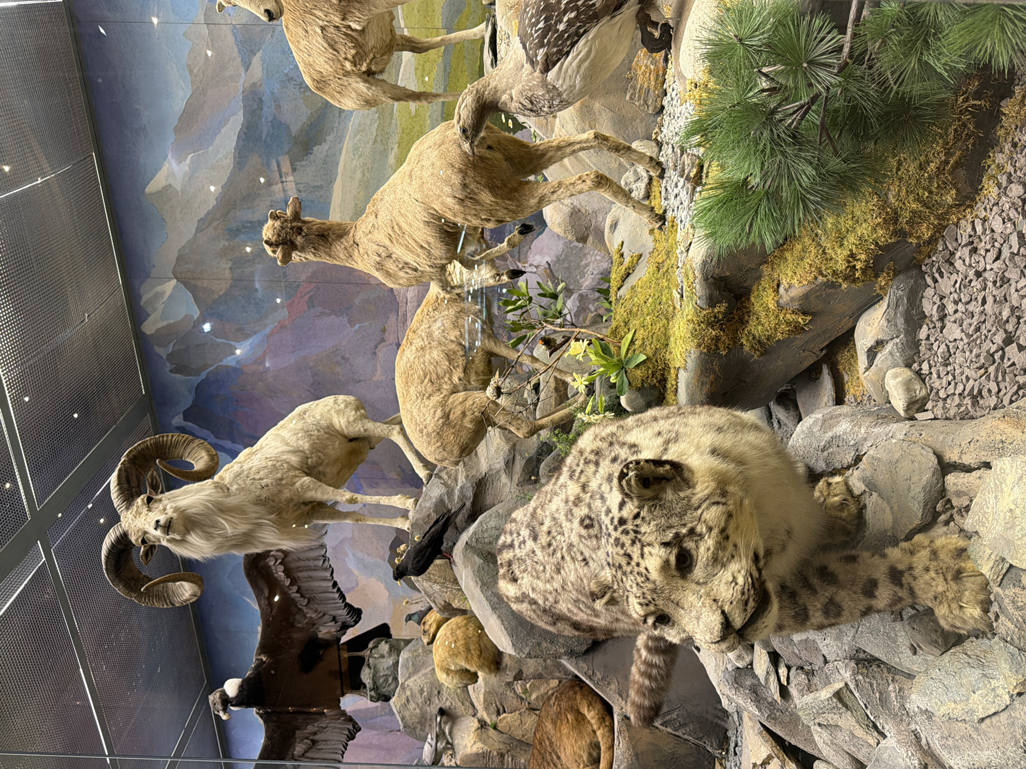 A diorama in a museum displays several taxidermied animals in a rocky, mountainous habitat. In the foreground, a snow leopard with a spotted coat is positioned as if walking on rocks. Behind it, several sheep-like animals with curved horns are present, along with a large bird of prey with spread wings. A black bird is perched on a rock, and other smaller birds are scattered throughout the scene. The backdrop is a painted mural of mountains. The lighting suggests an indoor exhibition space.