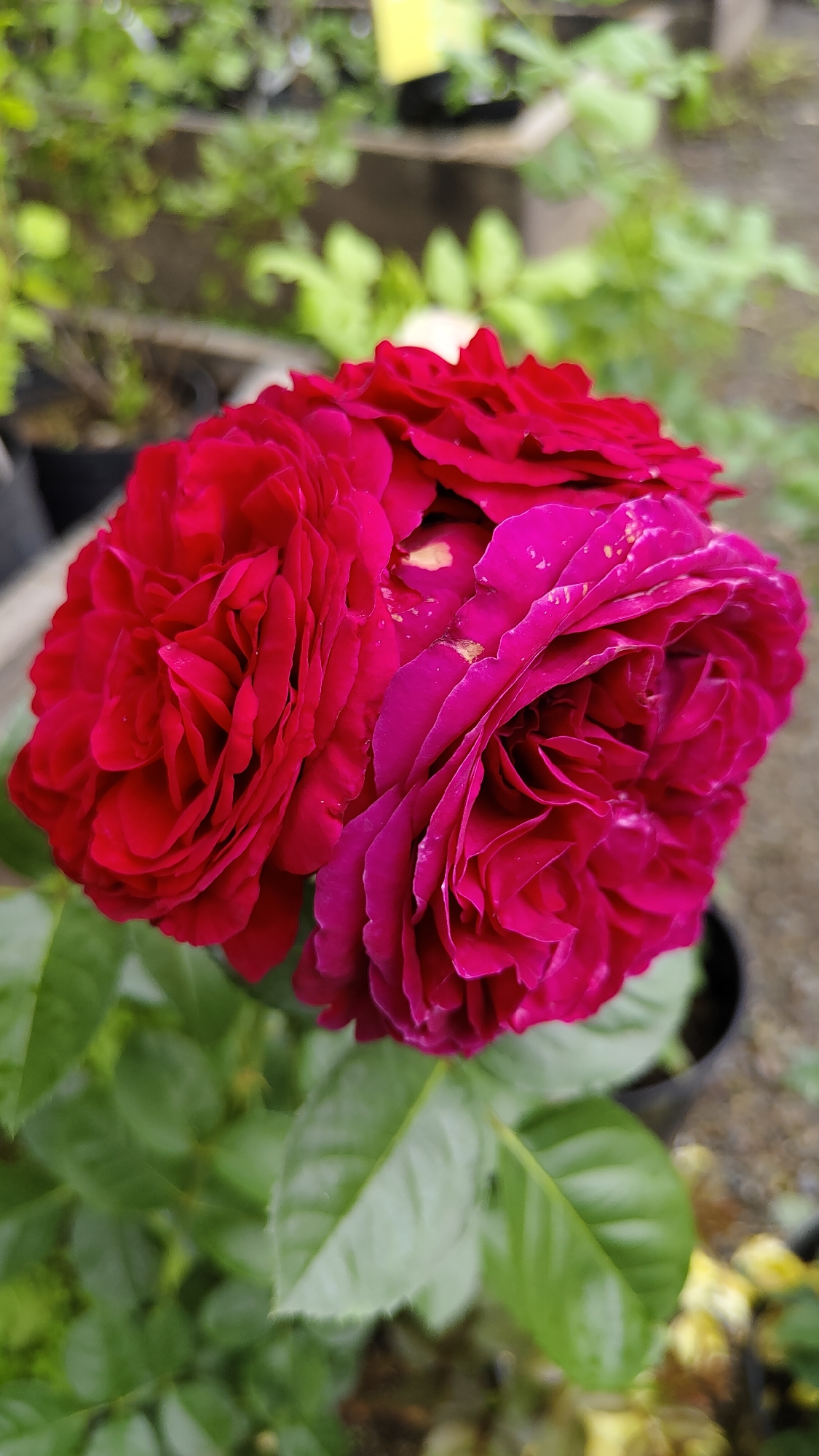 A close-up, vertical shot showcases a cluster of two vibrant roses in full bloom. The rose on the left displays deep red petals, intricately layered and densely packed, creating a full, rounded shape. To its right, a second rose exhibits a similar petal structure but in a richer, fuchsia-pink hue, with some lighter, yellowish flecks visible on its outer petals. Both roses appear slightly dewy, suggesting recent moisture. The blooms are set against a backdrop of lush green leaves, which are softly out of focus, creating a bokeh effect. In the upper background, blurred greenery and hints of man-made structures, possibly planters or shelves, are visible, suggesting an outdoor nursery or garden setting. The lighting appears to be natural, with soft shadows. The image is entirely devoid of human presence. There is no information to associate this image with Krasnoyarsk, Russia.