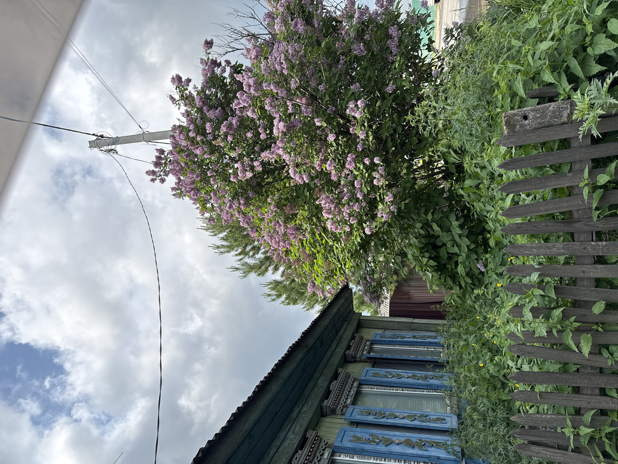 The image depicts a rural scene in the city of Zykova, Russia. In the foreground, a weathered wooden fence made of pointed pickets separates the viewer from a patch of overgrown green vegetation, including nettles and other wild plants, some of which bear small yellow flowers. A single concrete post with a hole through it stands among the plants.
To the left, a portion of a traditional wooden house is visible. It has green wooden walls, a dark, corrugated roof, and windows adorned with intricately carved blue shutters. The shutters are partially open, revealing what appears to be white curtains or blinds behind them. Decorative wooden carvings are also present above the windows and along the eaves.
Dominating the center and right of the image is a large, lush lilac bush in full bloom, its branches laden with clusters of pale purple flowers. Behind the lilac, a tall pine tree stands, its needles a contrasting deep green. A concrete utility pole with attached wires and insulators is visible in the upper right quadrant of the image, reaching into a sky filled with a mix of white and grey clouds. In the background, beyond the lilac and house, a dark wooden fence and hints of other structures suggest a residential area. The overall impression is one of a rustic, overgrown garden setting on a cloudy day.
