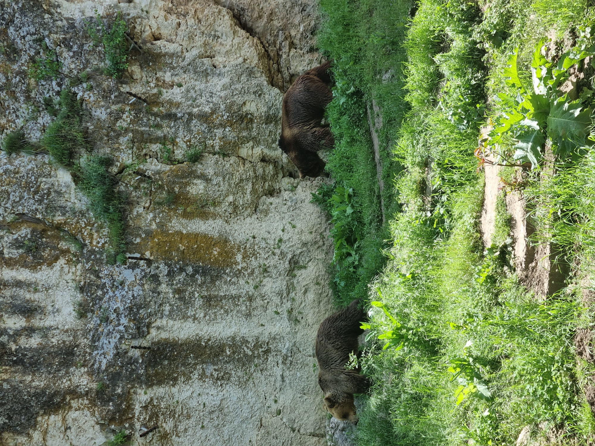 A landscape photograph depicts two brown bears foraging on a grassy slope beside a weathered, rocky cliff face. The scene is located in the city of Pleven, Bulgaria. The cliff, marked with varied coloration and texture, including exposed bedrock and patches of moss, contrasts with the lush green vegetation surrounding the bears. One bear is positioned near the top of the slope, while the second bear is situated lower down. Both are immersed in the grass, apparently searching for food. The vegetation consists of a mix of grasses and larger leafy plants. A dirt path winds behind the slope, further enhancing the natural environment.