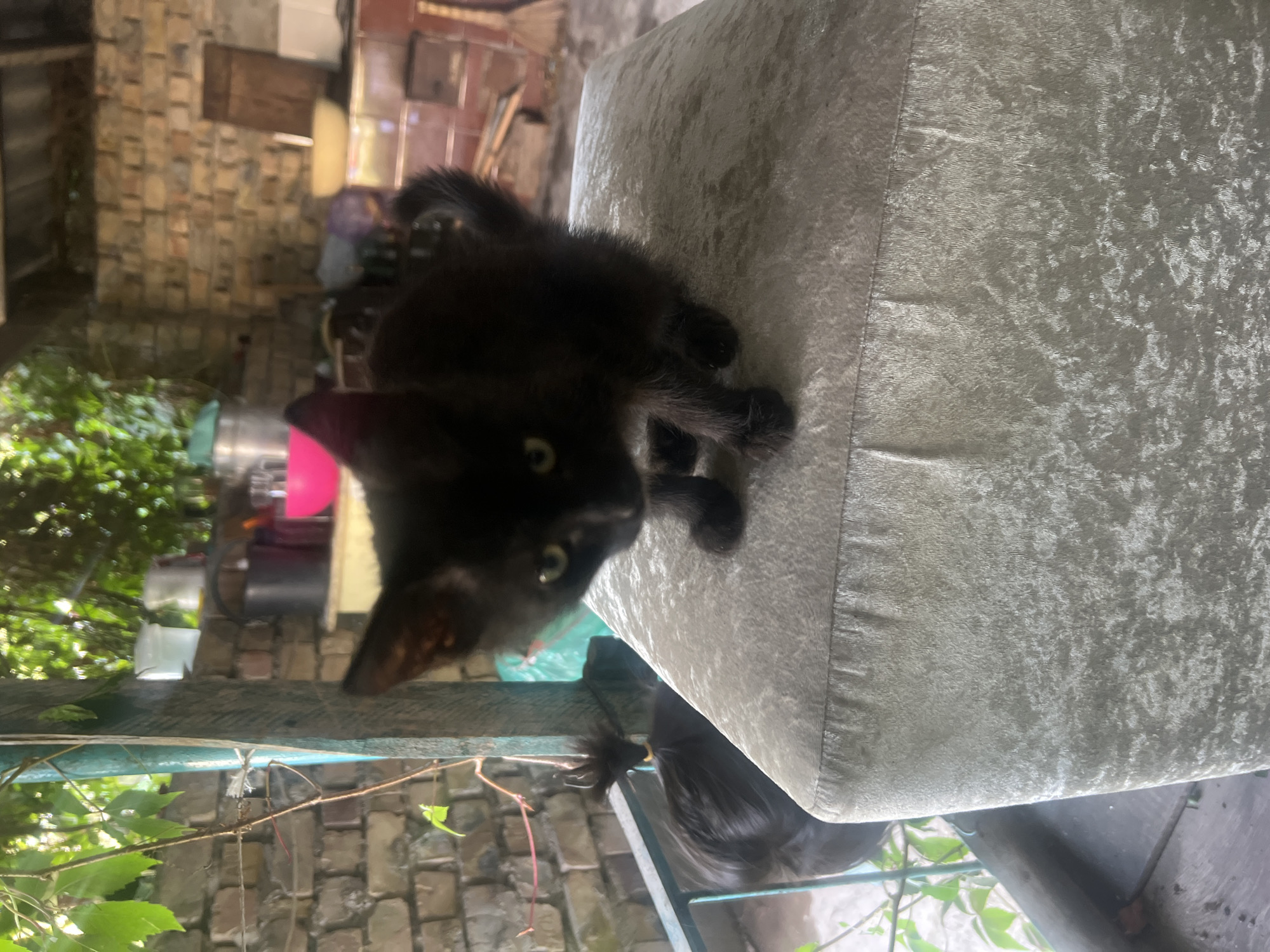 An all-black kitten with yellow eyes is perched on a light gray, plush ottoman. The kitten's paws are visible, and its tail curls upwards. In the background, a brick wall is visible, along with various objects including buckets, bowls, and what appears to be a broom. Green foliage drapes from above and a metal railing is present. The setting appears to be an outdoor area, possibly a yard or patio, in Ak-Suu, Kyrgyzstan.