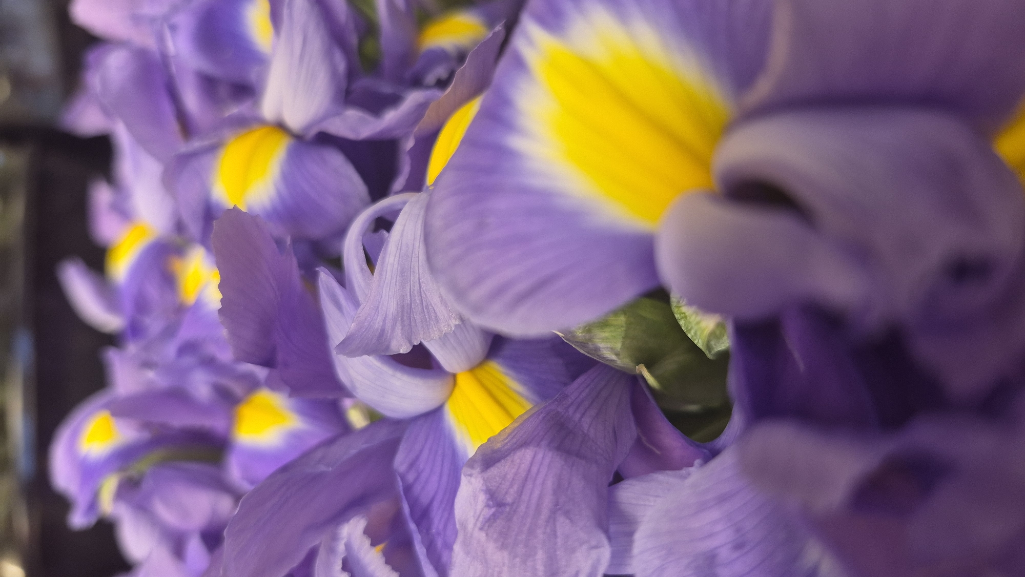 This is a close-up, vertical, shallow-depth-of-field photograph of purple iris flowers with bright yellow centers. The flowers are densely packed and overlap each other, creating a visually rich texture. The focus is on the petals and the vibrant yellow markings, with the background blurred into indistinct shapes of purple and dark tones. No specific location in Daugavpils, Latvia is identifiable from the image.