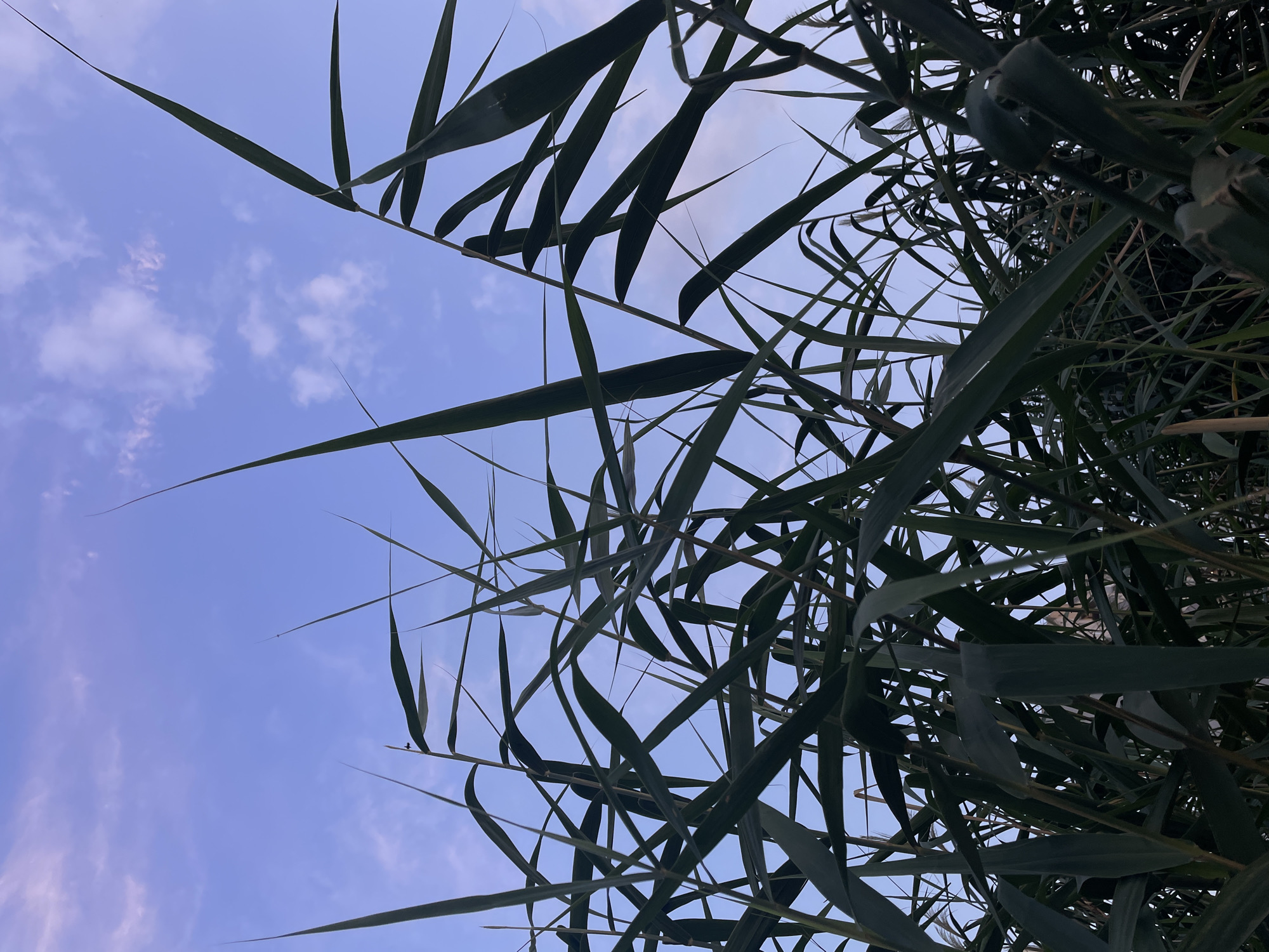 The image shows a close-up, low-angle view of tall, green reeds against a pale blue sky with scattered, wispy clouds. The reeds dominate the foreground and middle ground, their long, slender leaves creating a dense, overlapping pattern. Some of the reeds reach high into the sky, their tips tapering to sharp points. The sky is visible in the upper portion of the image, appearing to be either early morning or late evening. The overall impression is one of natural growth and a serene, open sky. The location is not identifiable from the image itself, and therefore, any mention of Rostov-on-Don, Russia, would be speculative.