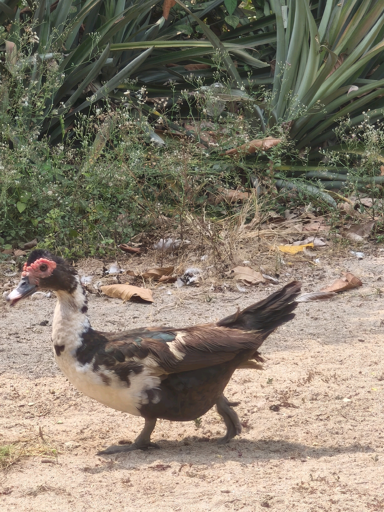 An adult Muscovy duck stands on sandy ground in front of a dense growth of large, strap-like green leaves, likely pineapple plants, and scattered dry grasses and fallen leaves. The duck is facing left, with its head turned slightly towards the camera. It has mottled brown and white plumage, a dark brown body, and a black tail. The most distinctive feature is its face, which is partially covered in bright red caruncles, particularly around the eyes and beak. The duck's beak is a dark greyish-blue, and its eyes are dark. Its legs and webbed feet are grey. The background consists of more of the green foliage, dry vegetation, and a sandy, uneven ground surface.