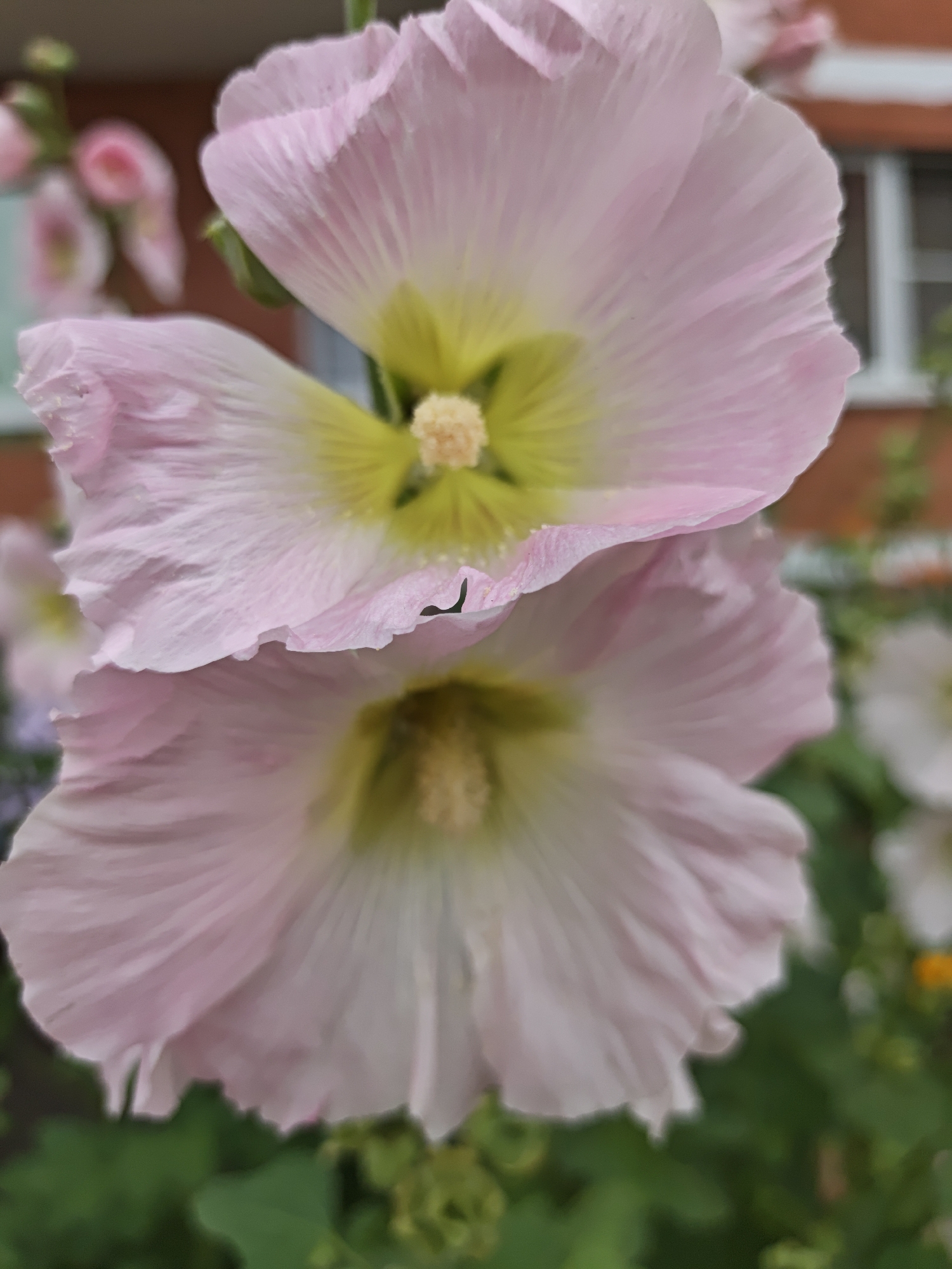 Two light pink hollyhock flowers with yellow centers are in the foreground, with the top flower slightly obscuring the bottom one. The flowers are detailed with delicate, ruffled petals and visible stamens. In the background, a building with an orange facade and white-framed windows is visible, suggesting an urban environment. Green foliage surrounds the flowers, indicating they are growing outdoors. The scene is likely in Shcherbinka, Russia, as indicated by the metadata.