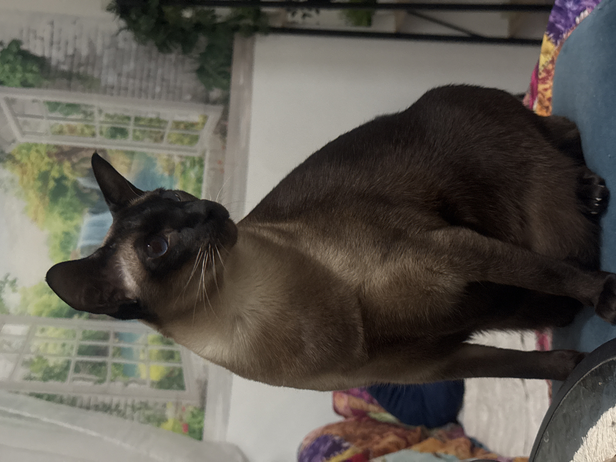 A medium-sized Siamese cat is sitting indoors. The cat has dark brown fur on its head and back, with lighter brown fur on its chest and underside. It is sitting on a blue cushion. The background includes a wall with a window-like decoration, curtains, and furniture. The location is Ramat Gan, Israel.