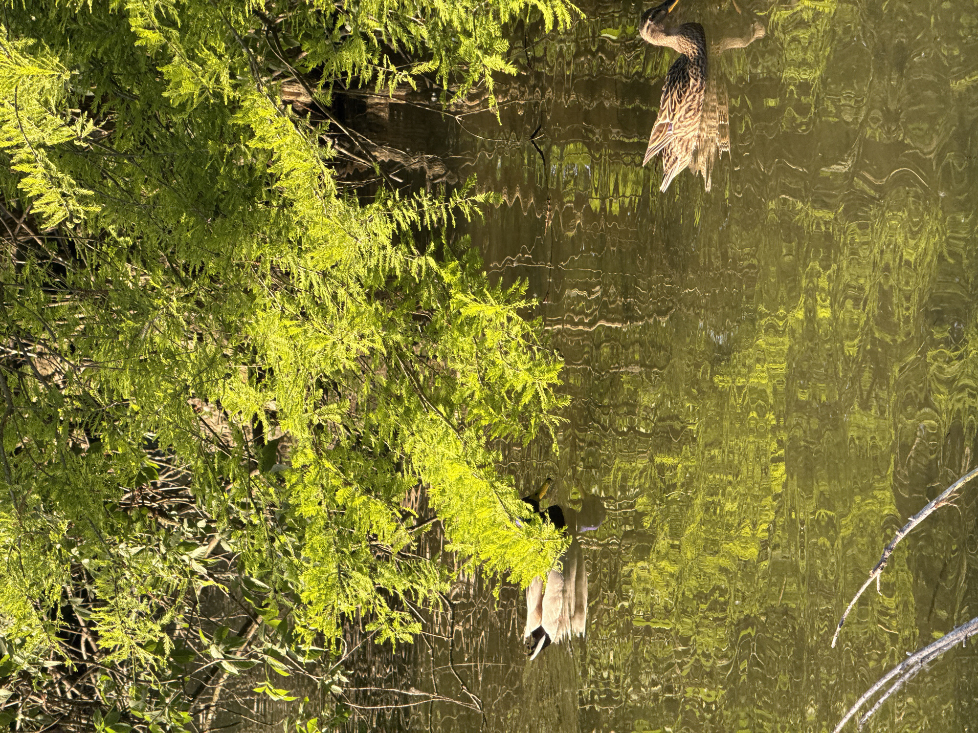 The image depicts a vibrant outdoor scene focused on a body of water, likely a pond or calm river, bordered by lush green foliage. The perspective looks down into the water from an elevated viewpoint, with the bank and vegetation occupying the left side of the frame.
Two ducks are visible on the water's surface. In the upper right quadrant, a duck with mottled brown plumage, characteristic of a female Mallard, is prominent, looking towards the left. Its reflection is discernible beneath it, distorted by the water's ripples. Another duck is partially obscured by the overhanging branches in the mid-left portion of the frame; its dark head and lighter body suggest it might be a male Mallard.
The left side of the image is dominated by dense, feathery green leaves, possibly belonging to a cypress tree or similar coniferous species, which are brightly illuminated by direct sunlight. Darker branches are visible through the foliage. The water surface is active with ripples, creating swirling patterns of reflected sunlight and the green of the surrounding vegetation. The water itself appears murky green-brown, reflecting the bright sky and the vibrant leaves. A few bare, lighter-colored branches extend into the water in the lower right. The strong highlights and shadows indicate a sunny daytime setting, possibly morning or late afternoon. This naturalistic scene could be observed in a park or similar environment in Milan, Italy. No visible text is present in the image.