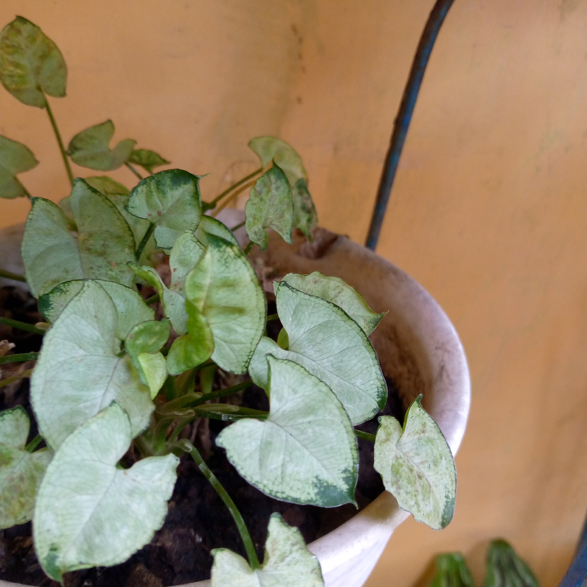 In the city of Sumberwono, Indonesia, a potted houseplant with heart-shaped, variegated leaves sits in front of a textured orange wall. The plant, likely a Syngonium variety, displays a mix of pale green and white coloration on its foliage, with some leaves showing darker green edging or spots. The leaves are somewhat drooping, suggesting a need for watering or a potential nutrient deficiency. The plant is housed in a white pot, which is partially visible and appears to be made of plastic or ceramic. A dark, thin vertical object, possibly a wire or thin support rod, is visible in the background to the right of the plant. The lighting in the scene is soft, with no harsh shadows, indicating an overcast day or a shaded location. The overall impression is one of a well-maintained indoor or semi-outdoor plant, likely a decorative element within a home or garden space in Sumberwono.