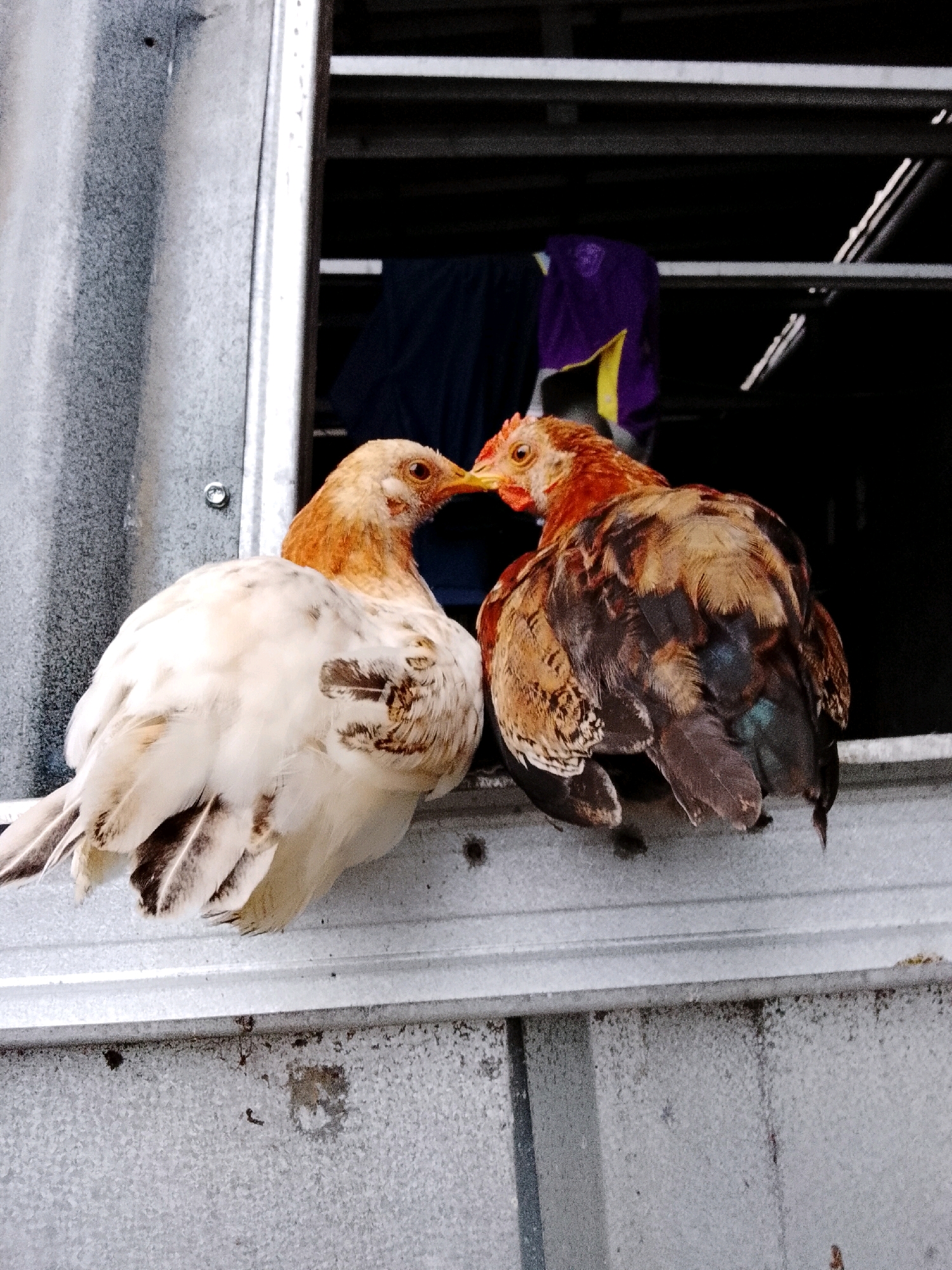 Two chickens are perched on a corrugated metal ledge against a backdrop of a building. The chicken on the left is predominantly white with flecks of brown on its neck and tail feathers. Its head is turned towards the chicken on the right, with its beak slightly open. The chicken on the right has a more varied plumage of reddish-brown and black feathers, with iridescent blue and green undertones visible on its tail. Its head is also turned towards the other chicken, with their beaks nearly touching, suggesting a potential interaction. In the background, inside what appears to be a window or opening, dark fabric and a piece of purple and yellow material are visible. The environment suggests an outdoor setting, likely in a less developed area, consistent with a location in Padang Dalom, Indonesia.