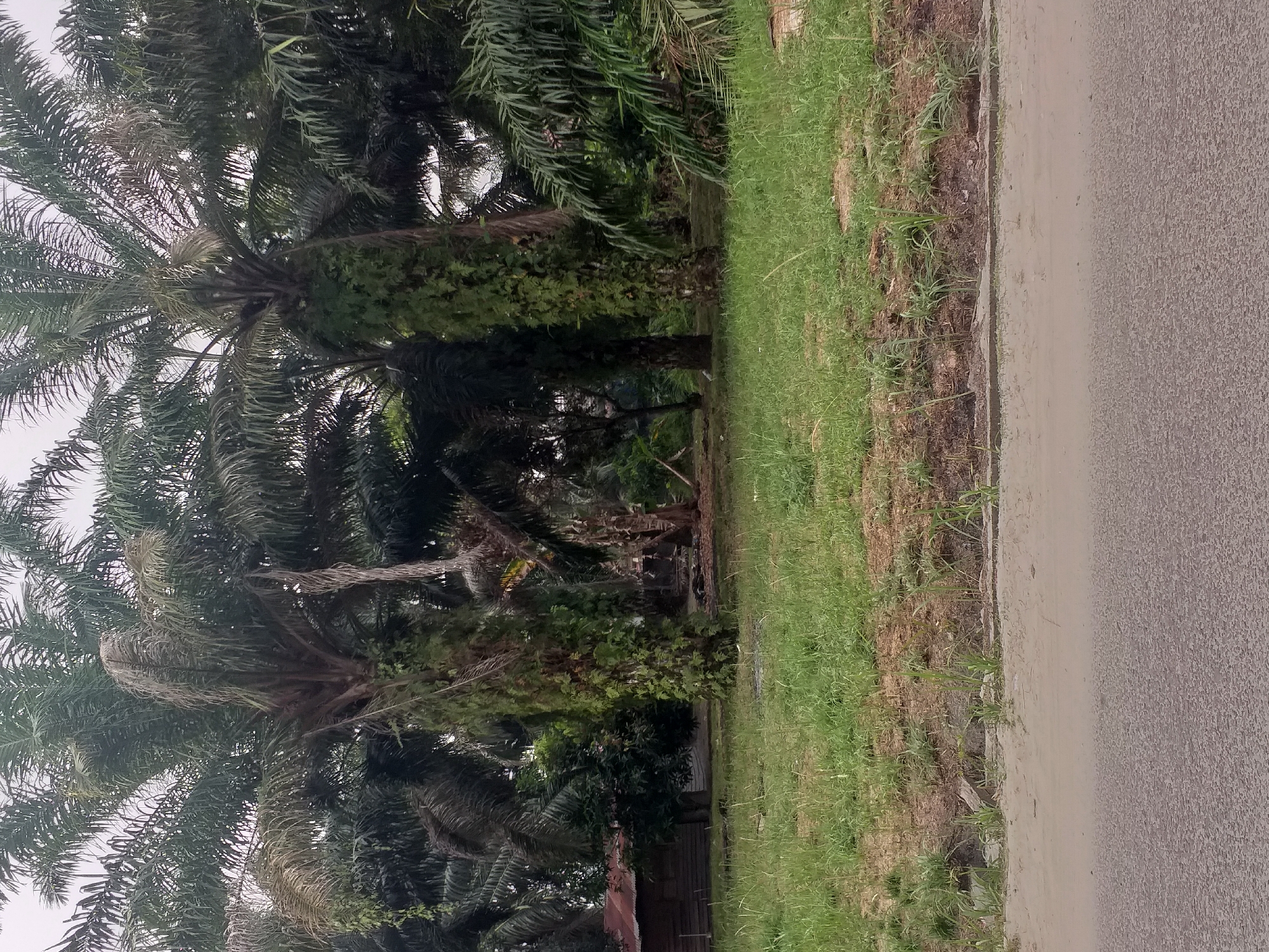 The image depicts a roadside scene in Air Jamban, Indonesia, characterized by a prominent display of palm trees. In the foreground, a paved road is visible, transitioning to a sandy shoulder and then a grassy area. A low concrete border separates the grass from the sandy verge. Behind this, a dense grove of mature palm trees dominates the midground and background. Some of these trees are heavily entwined with vines. To the left, a small wooden structure with a reddish, corrugated metal roof is partially visible, nestled amongst the foliage. The overall environment suggests a rural or semi-rural setting within the described location, with no people or animals readily apparent in the frame. The sky appears overcast, contributing to a muted natural light.