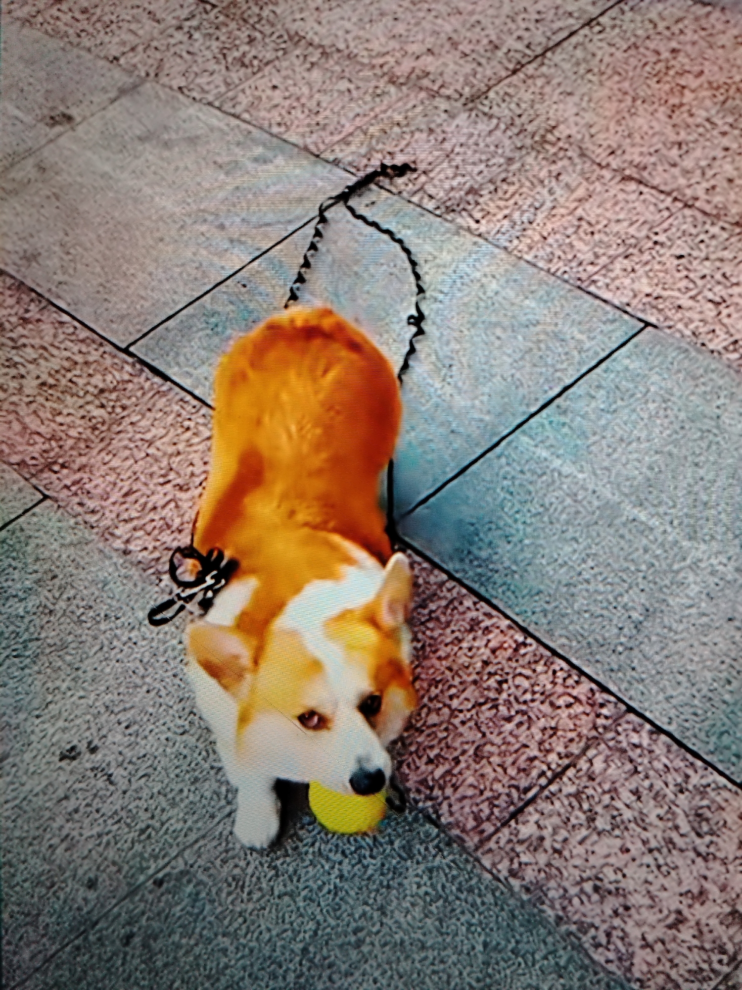 A corgi dog is lying on a paved surface, holding a yellow ball in its mouth. The dog is wearing a black leash and collar. The paved surface is made of rectangular tiles of varying colors, including gray, blue, and pinkish-brown. The image appears to have been taken from above, looking down at the dog. There are no people visible in the image. The overall scene is that of a dog playing outdoors on a tiled ground.