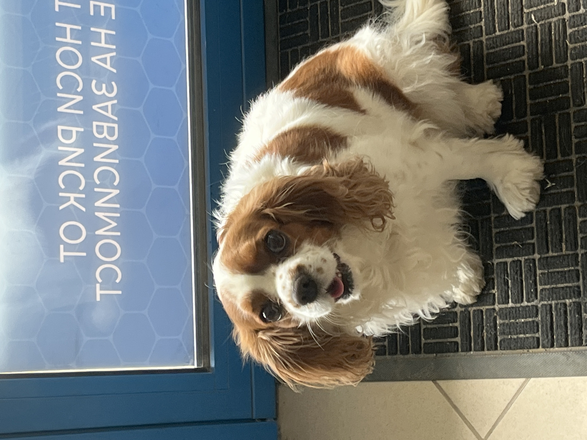 The image captures a happy Cavalier King Charles Spaniel dog, featuring white and brown (chestnut) fur, lying or sitting on a dark, textured mat. The dog looks up towards the camera with a joyful expression, its mouth slightly open and tongue peeking out. Its large, dark eyes and floppy ears are clearly visible.
The setting appears to be indoors, likely near an entrance or doorway, given the presence of a mat and a blue door or window frame. To the left of the dog is a blue panel, possibly a glass pane or sign, featuring a subtle hexagonal or honeycomb pattern. This panel contains vertically oriented text that is mirrored and appears upside down in the original image.
Upon visual analysis, the mirrored text, read from top to bottom (as it appears in the image, rotated) includes sequences of characters such as "Э HV ЗВNC NOCI", "HOCH", "BNCK", "O", and "TOOM". The text is hard to decipher as coherent words, but the letters appear to be a mix of Latin and possibly Cyrillic characters, or stylized Latin.
Further details include light-colored tiled flooring visible in the bottom right corner, indicating a transition from the mat. The bright lighting suggests it is daytime. The dog's relaxed posture and happy expression are notable. The location is Ivailo, Bulgaria.